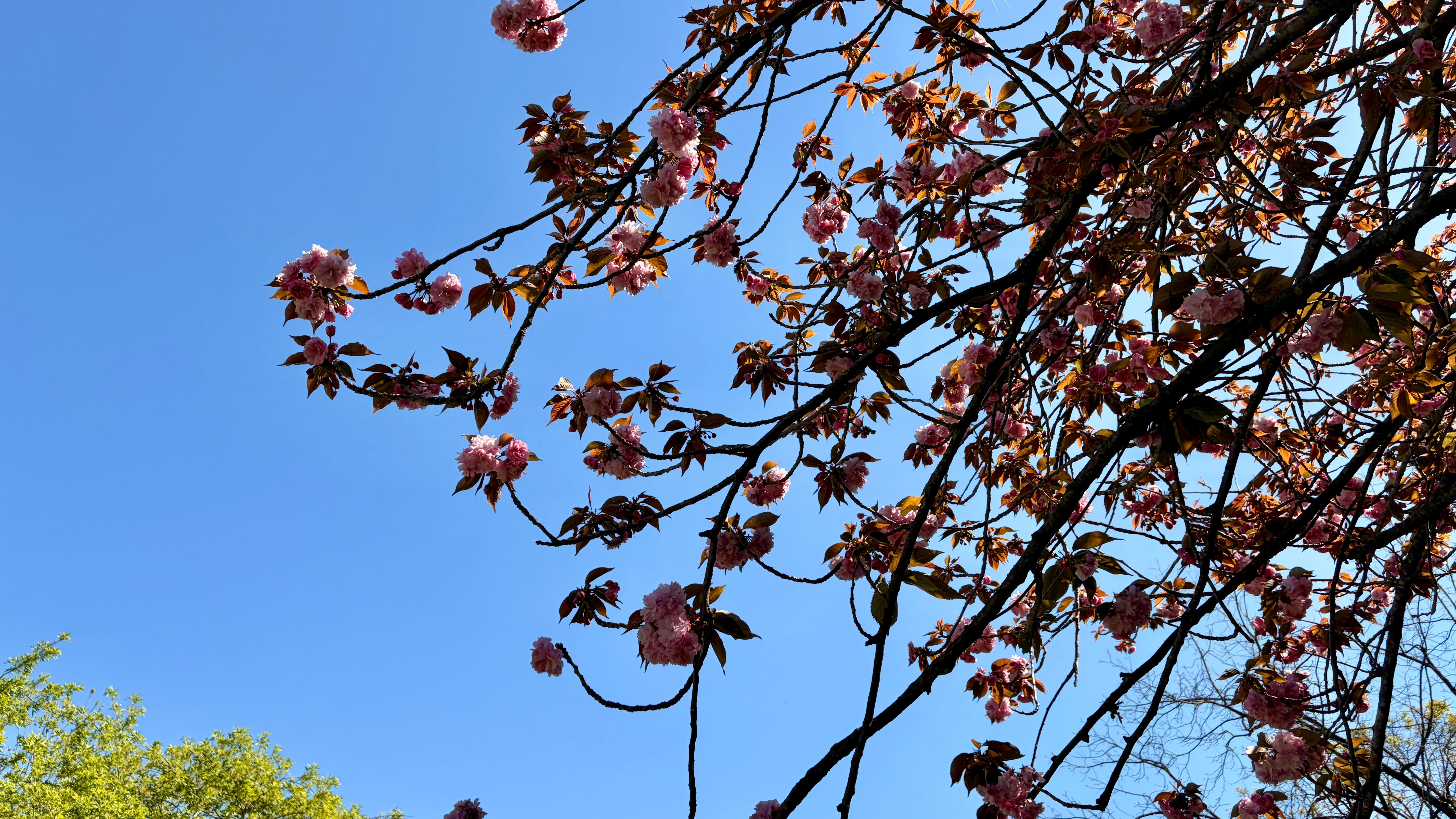 Not Your Average Cherry Blossom Story | by Roberta Patellaro