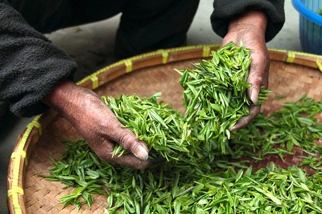 How Tea Leaves are Created  From Plucking Leaves to Steeping in Your Cup |  by Nancy Blackman, MASF | Medium