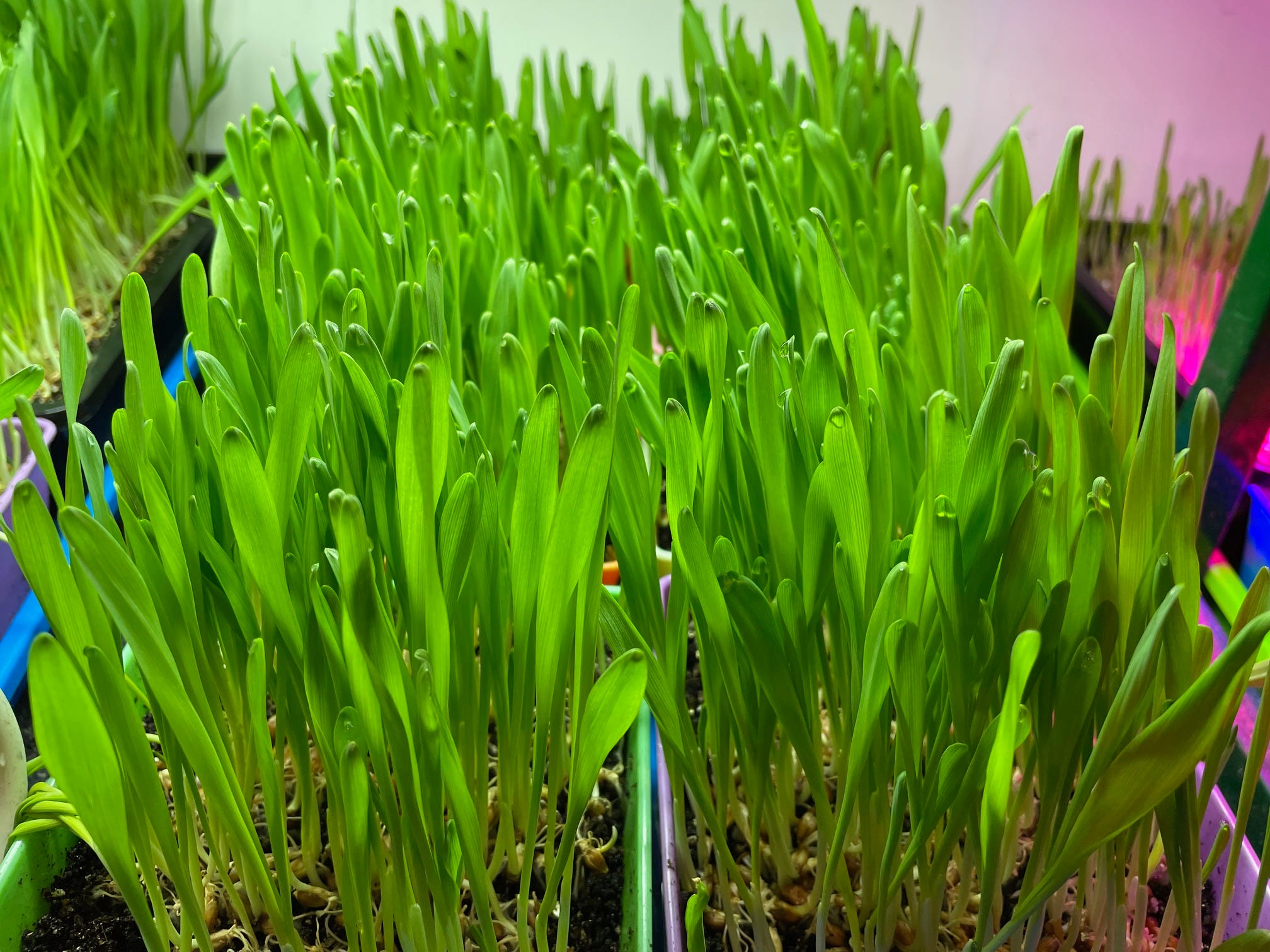 Barley Grass is the Easiest Thing I've Grown | by Eric Scheske | The  Gardening Hemisphere | Medium