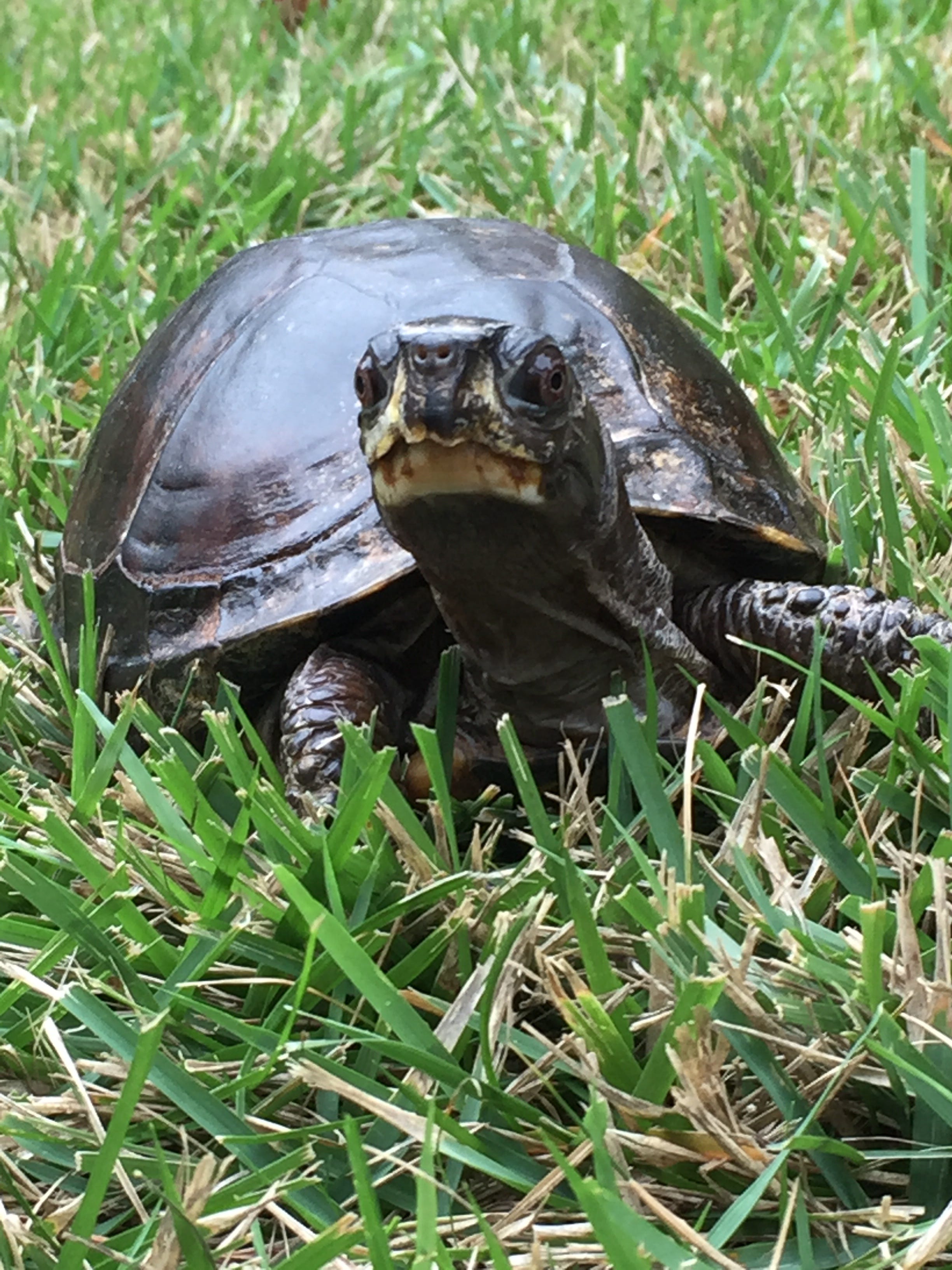Awkward Turtle Wedding Turtle Pond Wedding In Central Park | Alannah