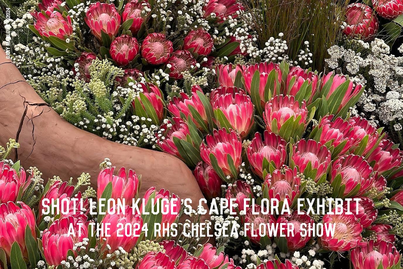 Shot! Leon Kluge's Cape Flora exhibit at the 2024 RHS Chelsea