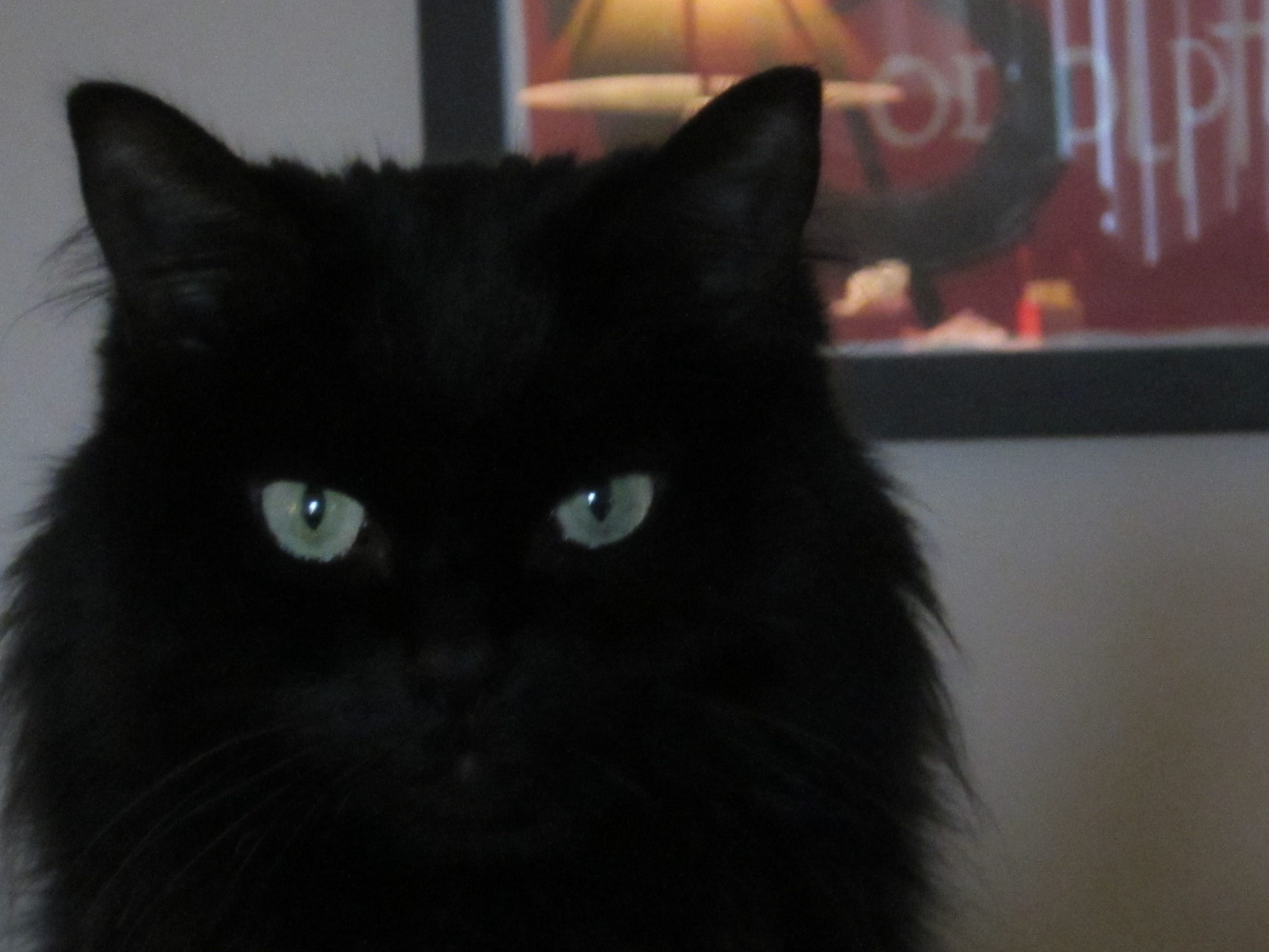 Fluffy Black Cat Breeds: Discover the Most Adorable Furry Friends