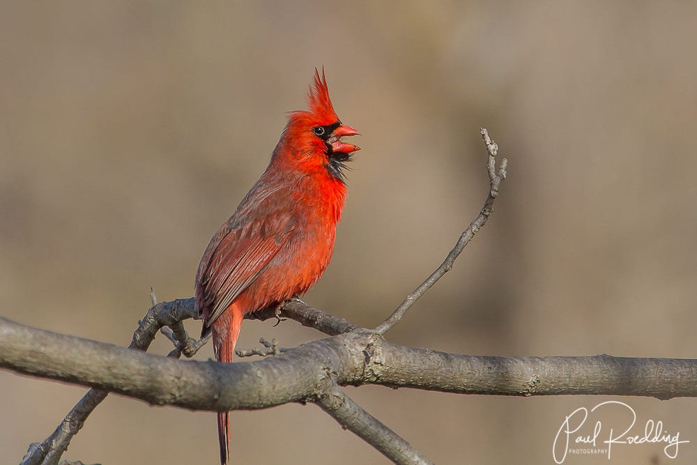 How to Attract Cardinals: Proven Tips to Welcome These Vibrant Birds