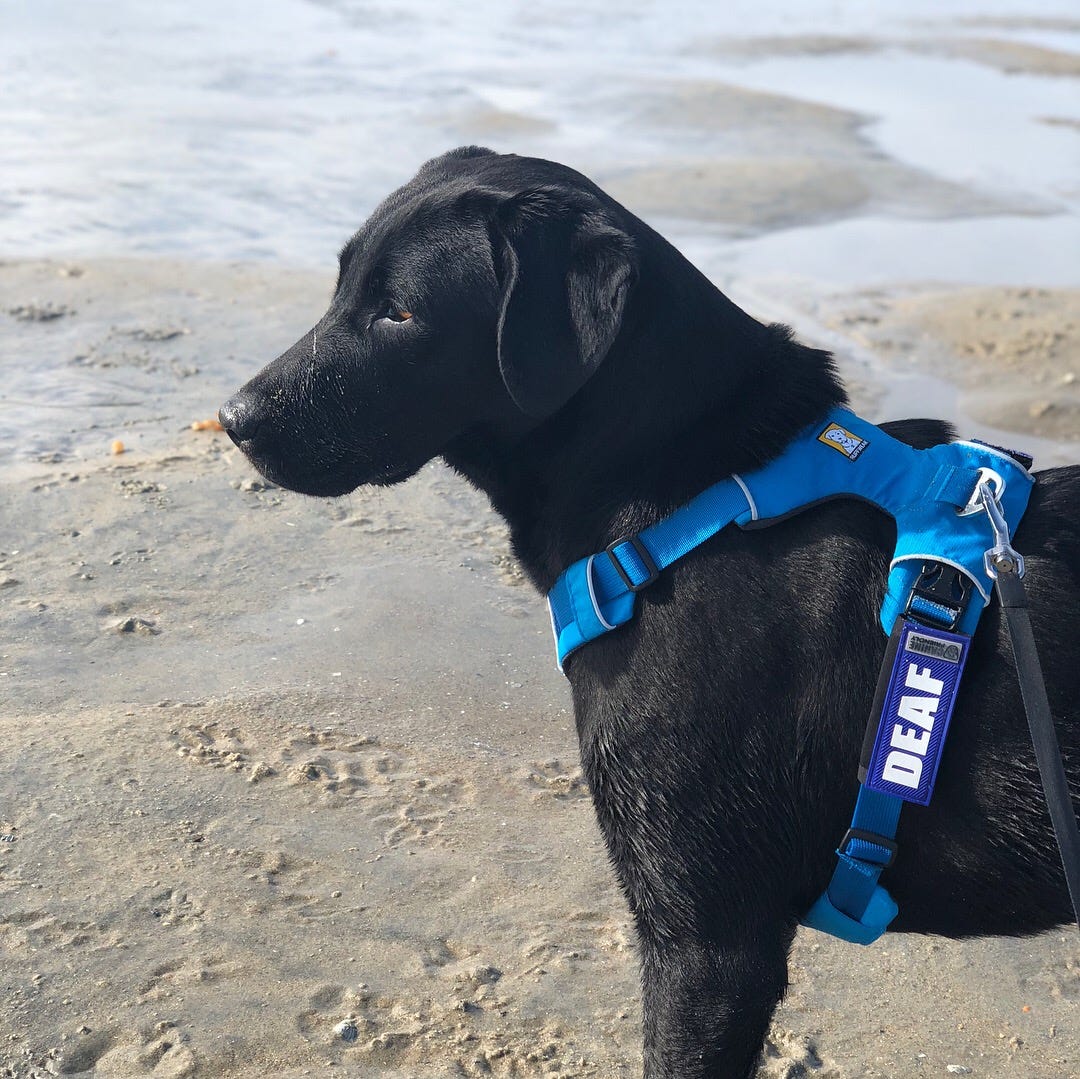 Building a Custom Dog Training Collar | by Courtney Hutton | Medium