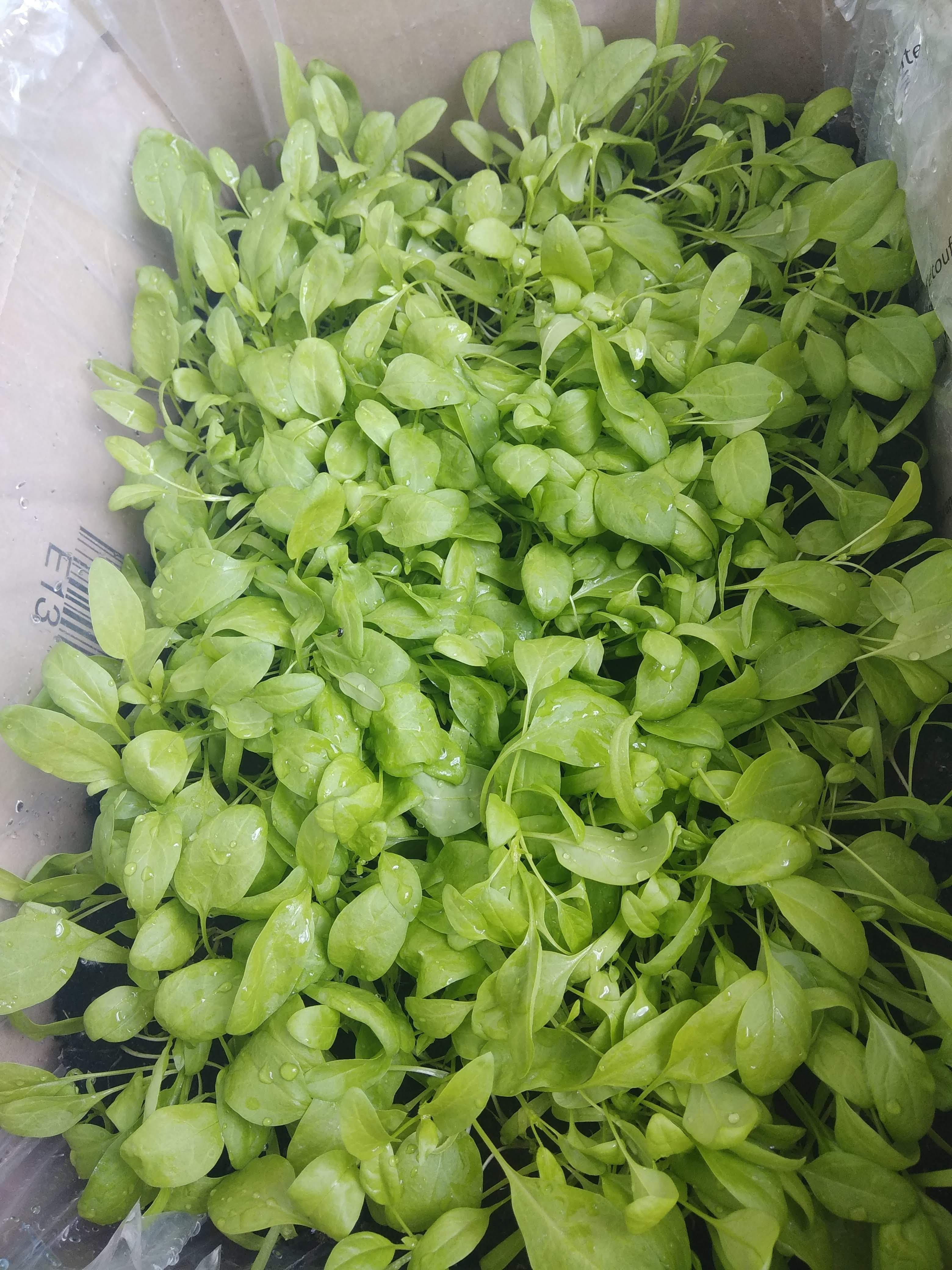 How to Grow Spinach from Kitchen Scraps: Easy Tips for Success