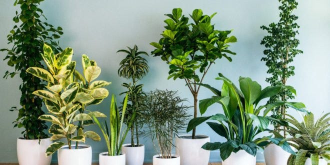 Various Types of Indoor Office Plant That You Must Consider | by Foliage  Indoor Plant Hire | Medium