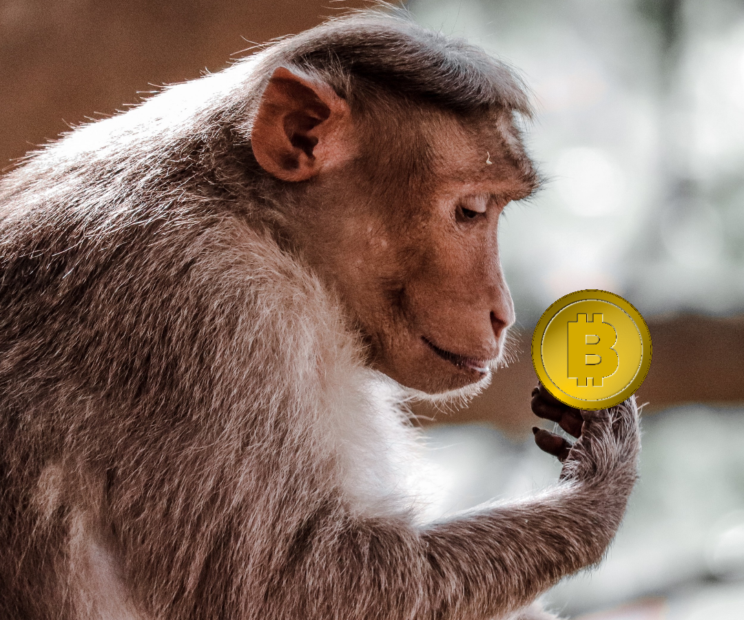 Hugging the Bear: Dumb Crypto Investing For Smart People | by D.L. White |  Coinmonks | Medium