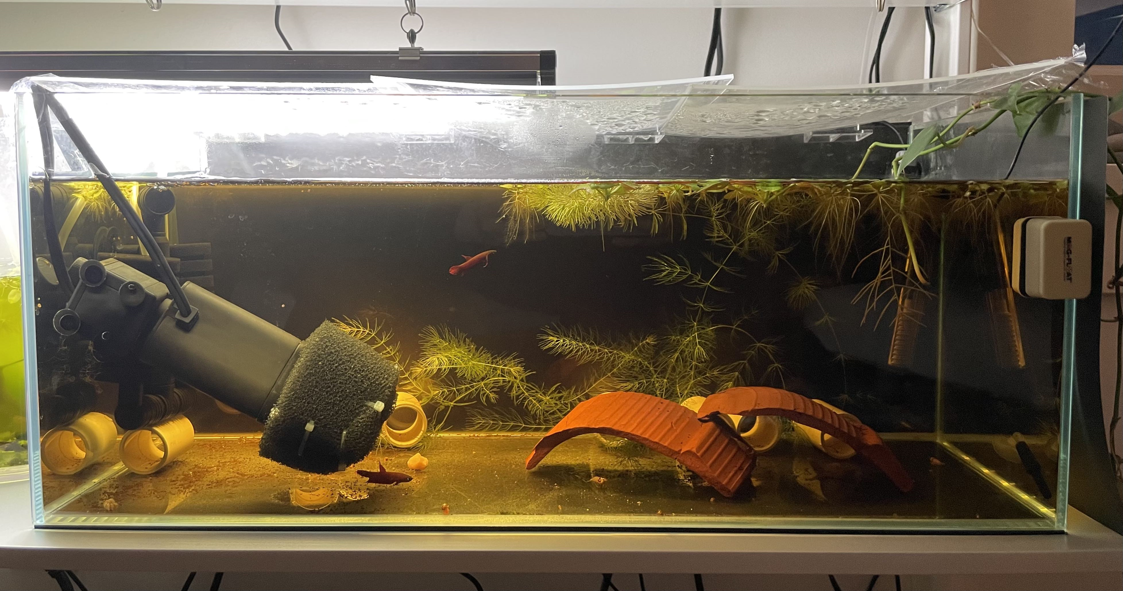 How to Prevent Fish Stress in Species-Specific Tanks: Expert Tips
