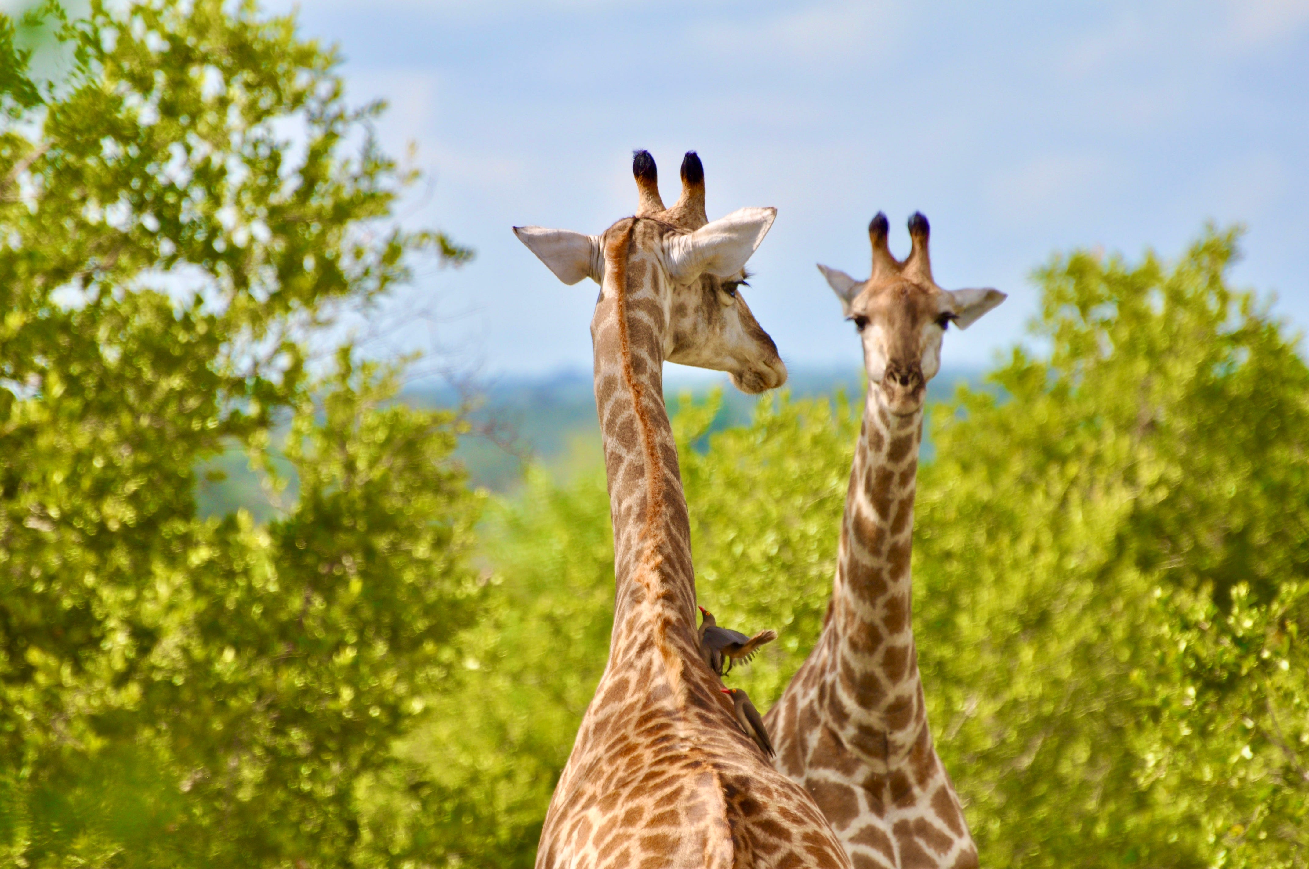 Mingling with Giraffes on the South African Savanna | by Erika