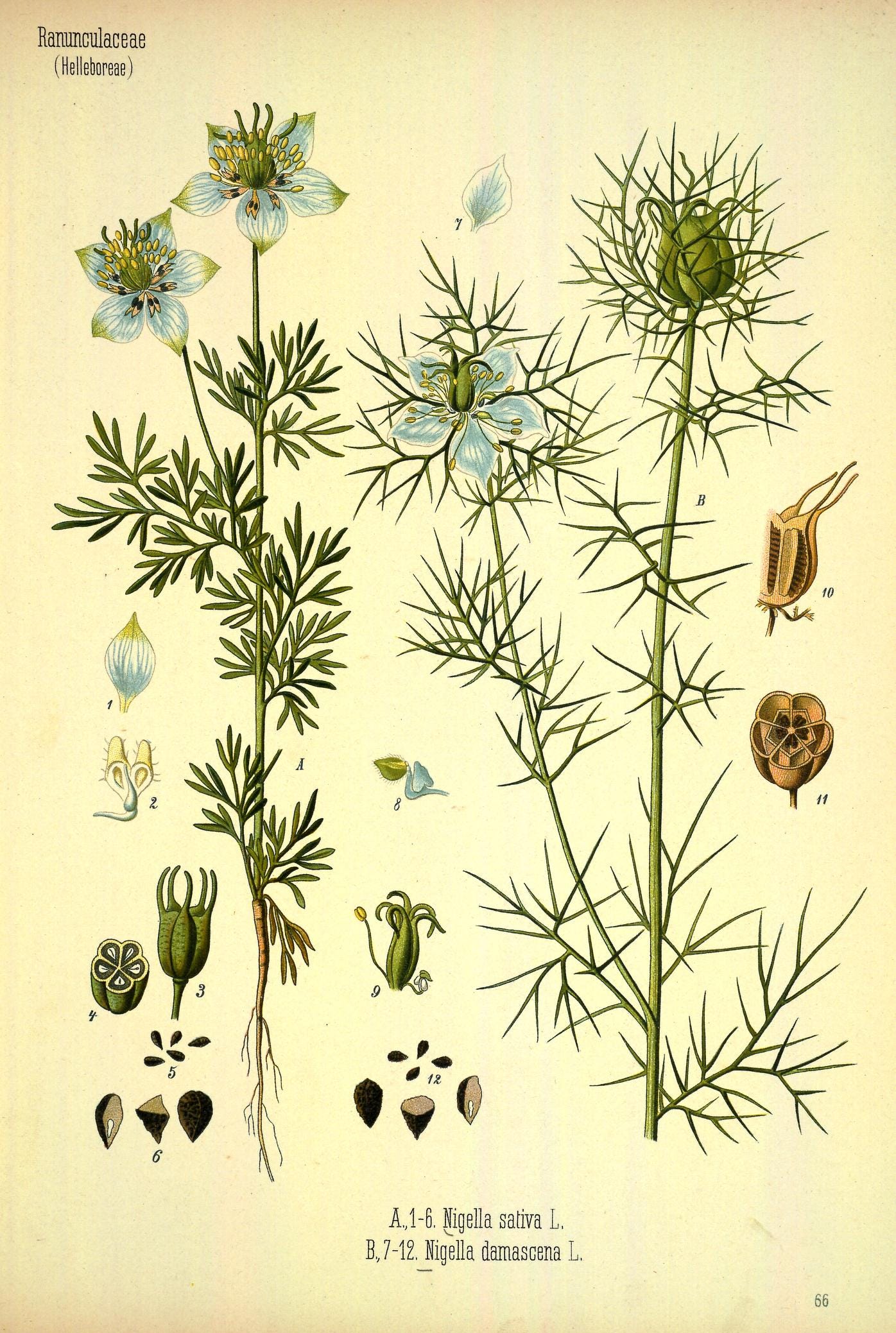BLACK SEED OIL: WHAT IS IT ?. Black seed oil comes from Nigella | by NABI  blackseed | Medium