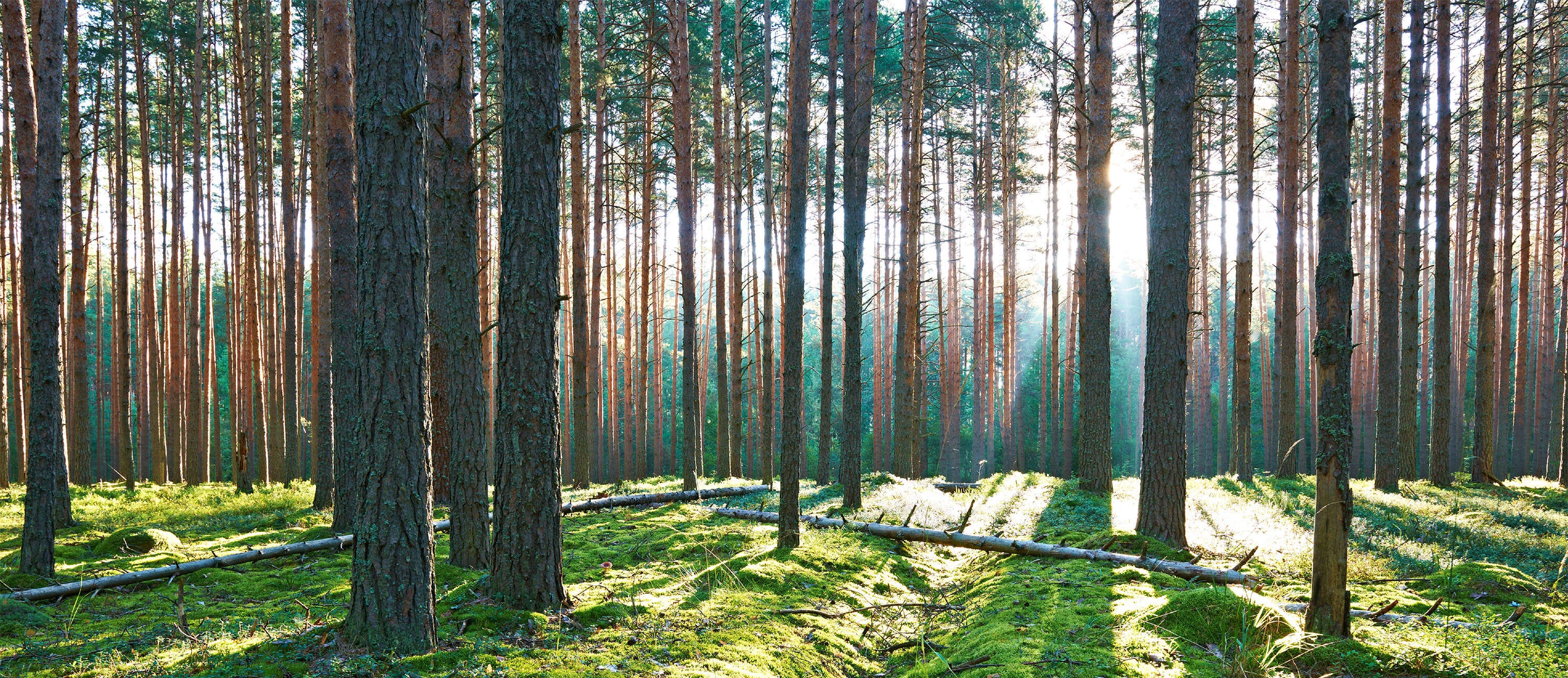 Missing the Forest for the Trees. W e have all been raised to