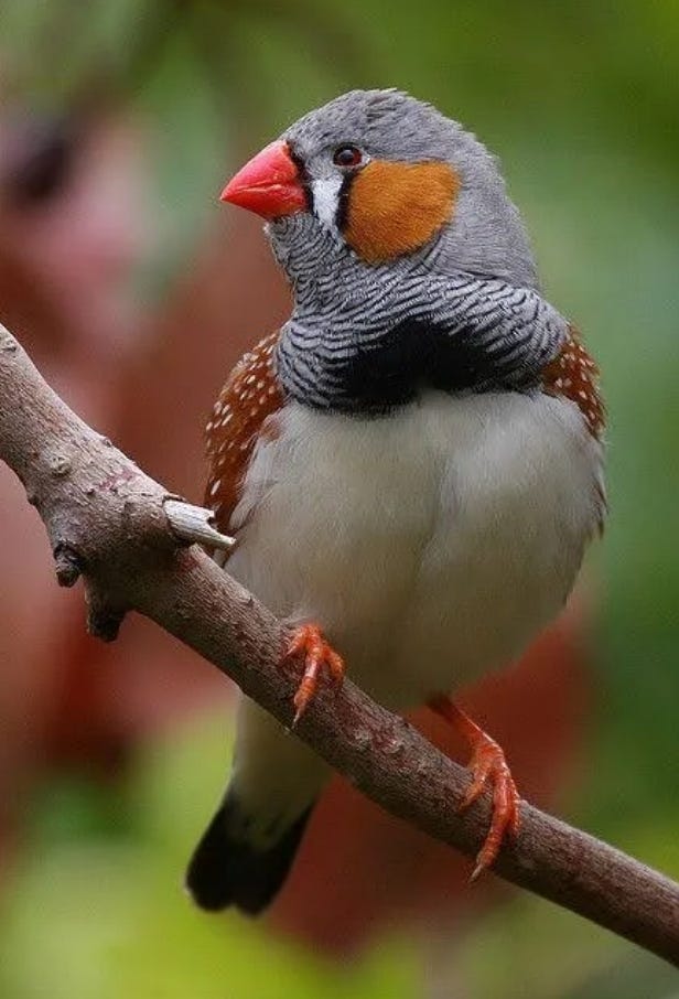 I love Birds 🕊️🐦 very Much 💕. Love Birds Very Much | by Nawab