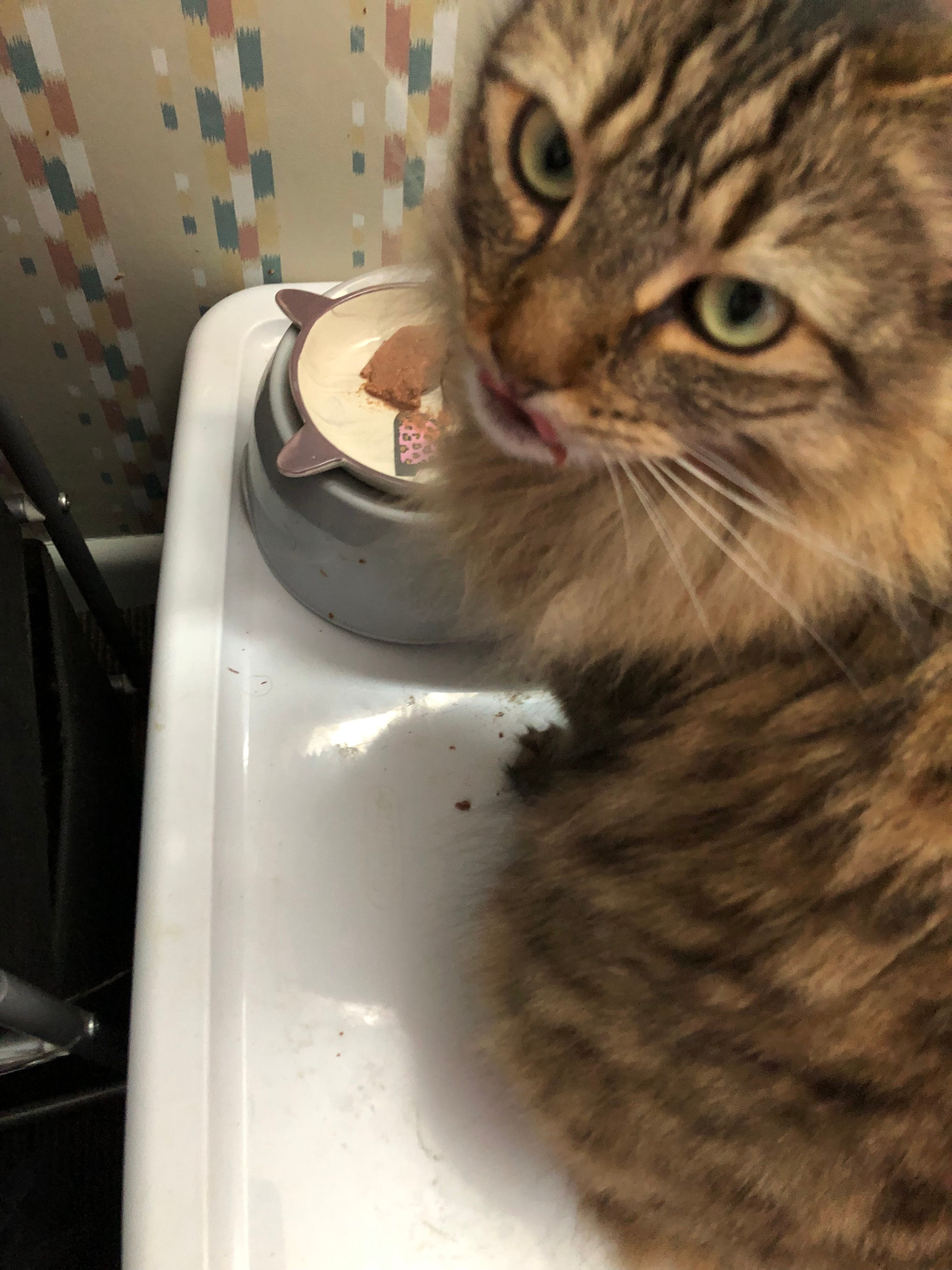 Do Cats Have ADHD: Surprising Signs and Expert Insights