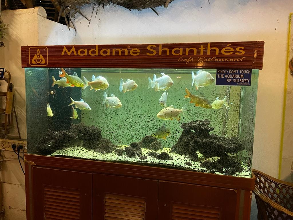 How to Keep Fish Species Happy in an Aquarium: Expert Tips