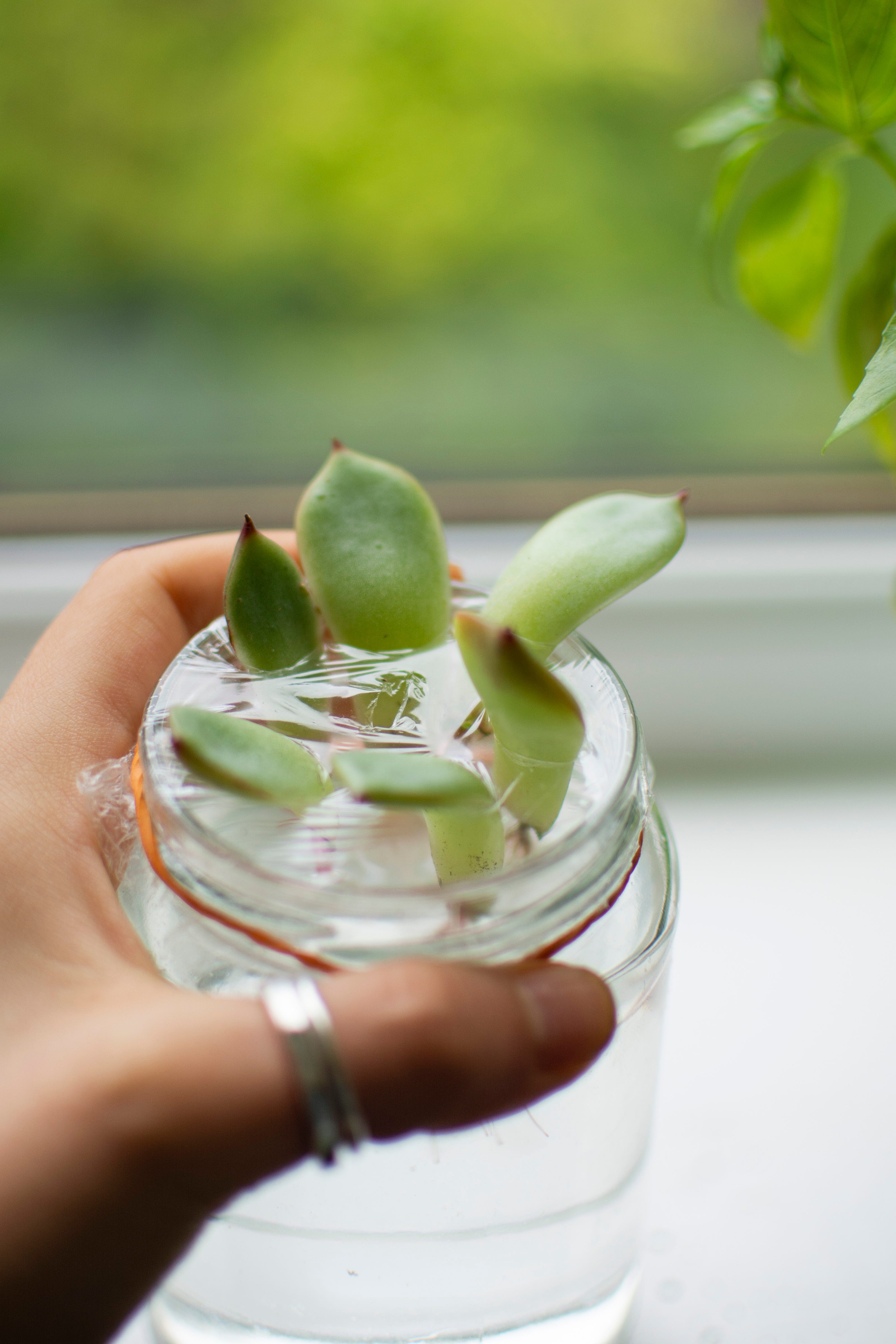 The loving act of propagating and sharing succulents. | by Irene Campi |  Medium