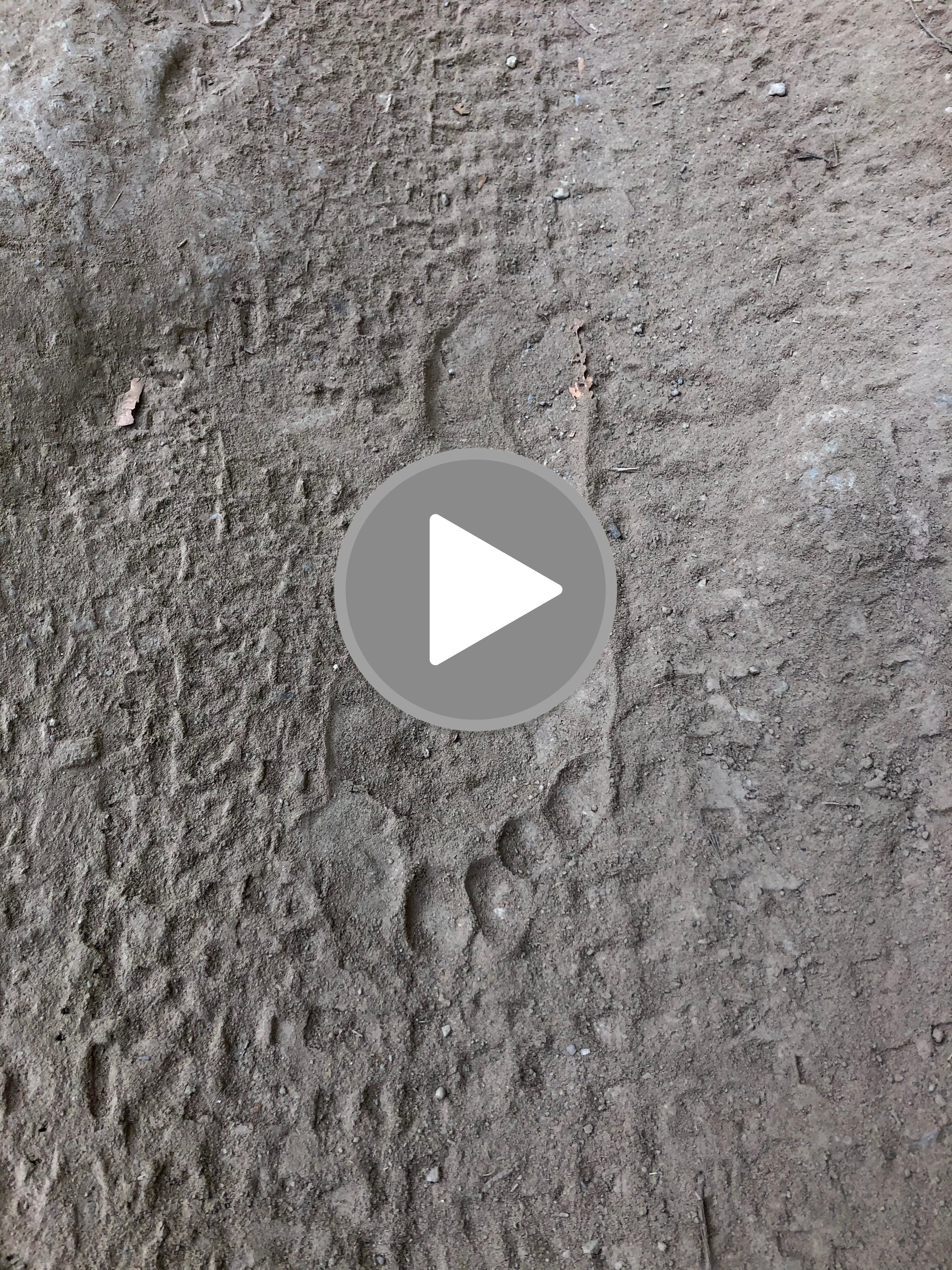 You Can Only See Your Footprints Looking Back | by Greg Horn | Medium