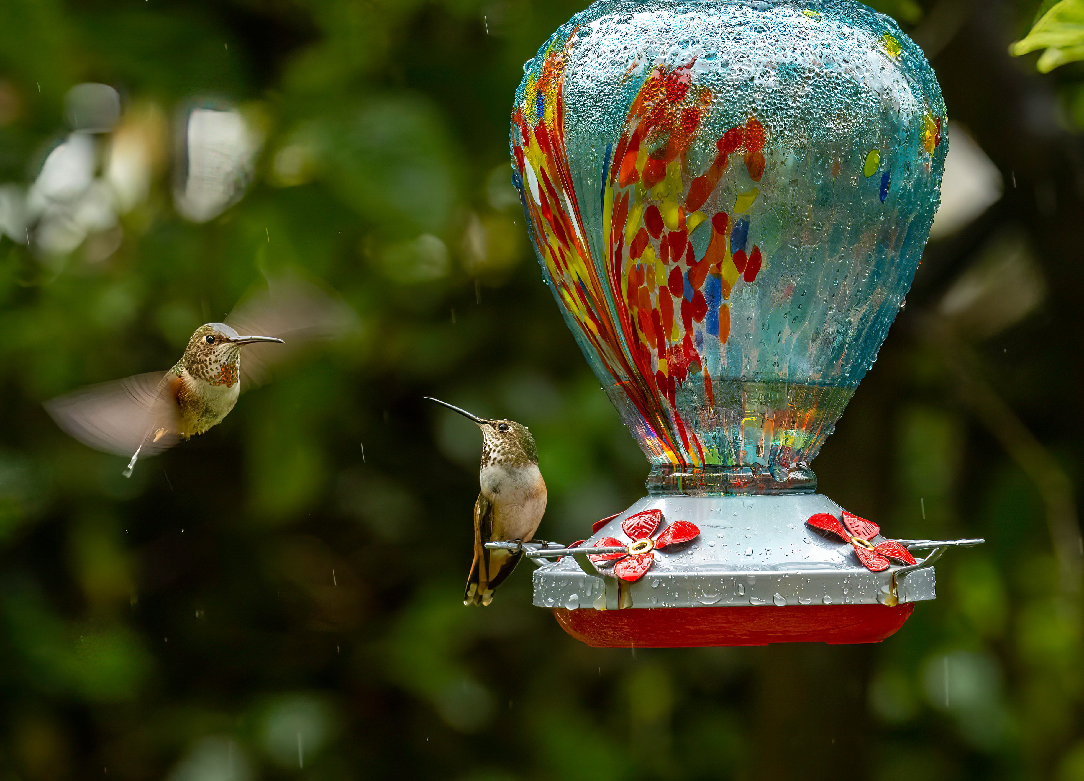 Do Birds Come to Feeders in the Rain? Surprising Facts Revealed