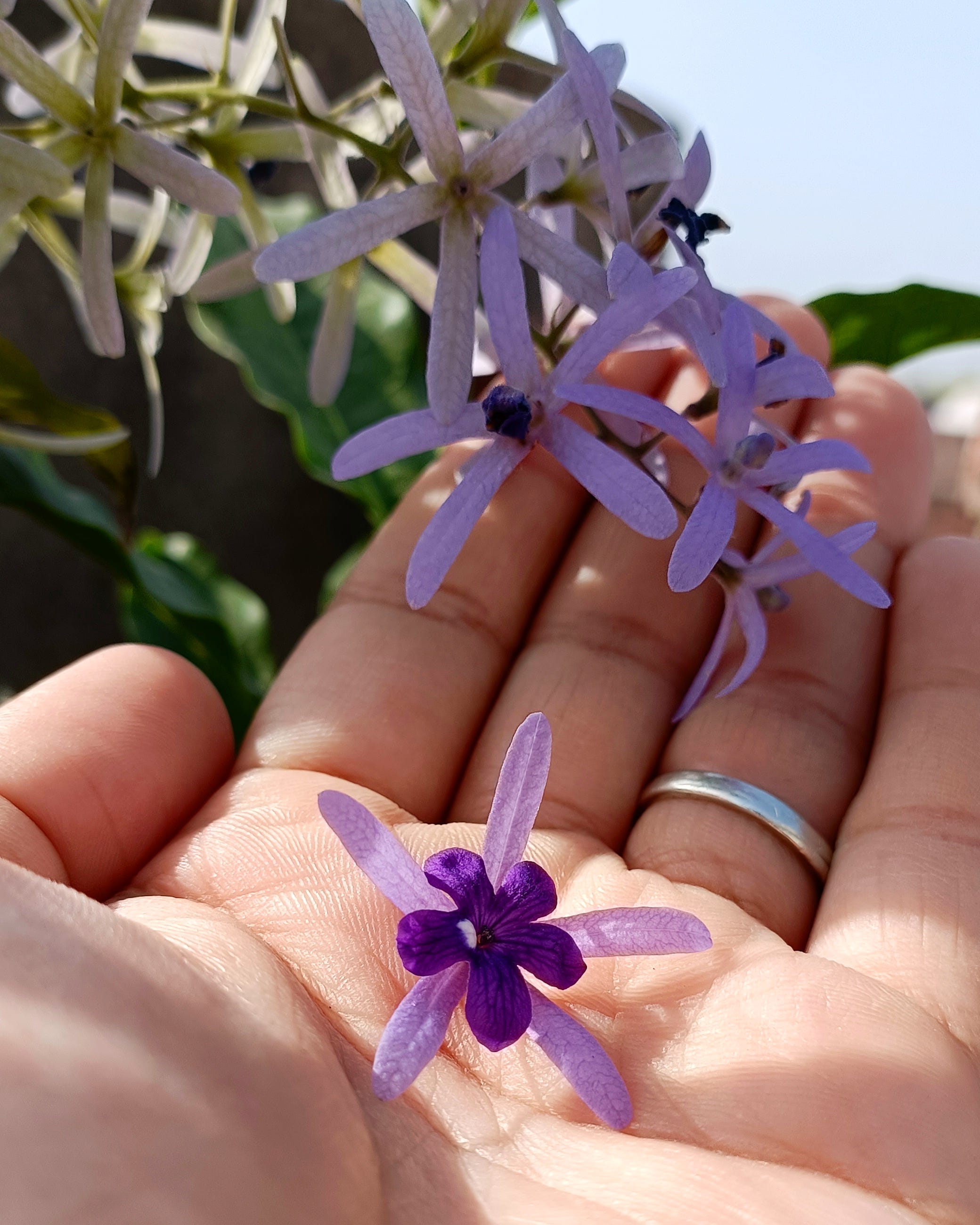 5 Tips to Grow Petrea Volubilis in Pots Successfully (Sandpaper Vine) | by  Parth Mayn | Age of Awareness | Medium