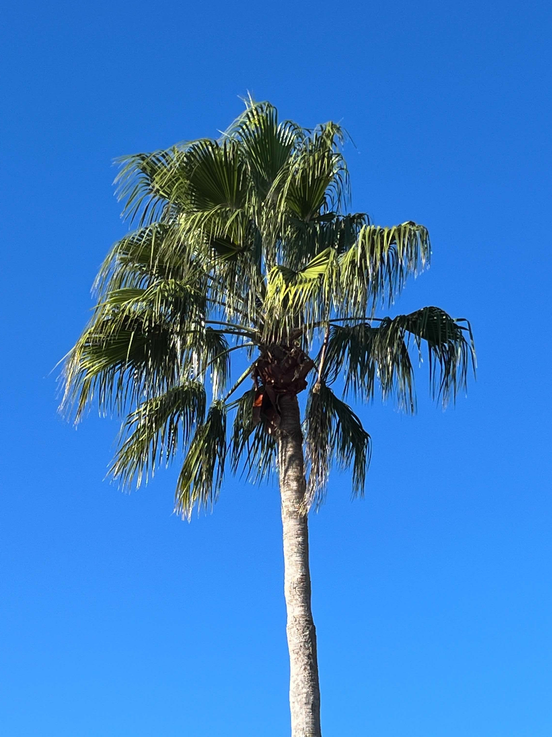 In Honor of Palm Sunday. A photo story of palm trees | by Julia A