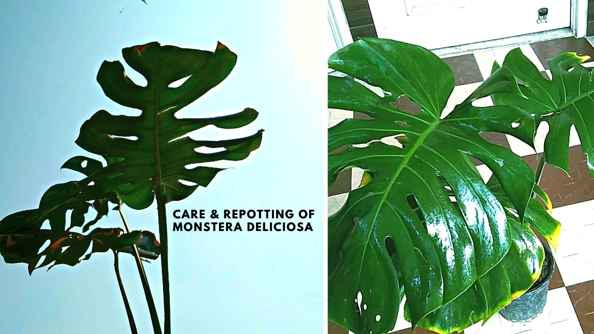 monstera light Monstera Light Lime – Rare tropical nursery plant – Green and White Plants main image 0