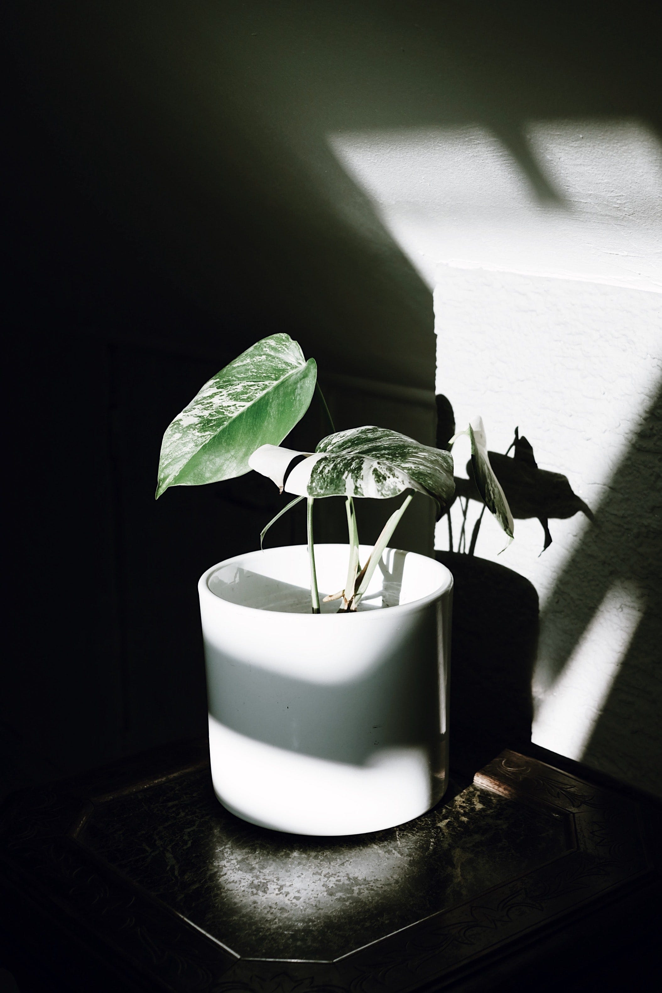 monstera kleine gelbe blätter MONSTERA DELICIOSA VARIEGATA AUREA kaufen bei potflourri main image 1