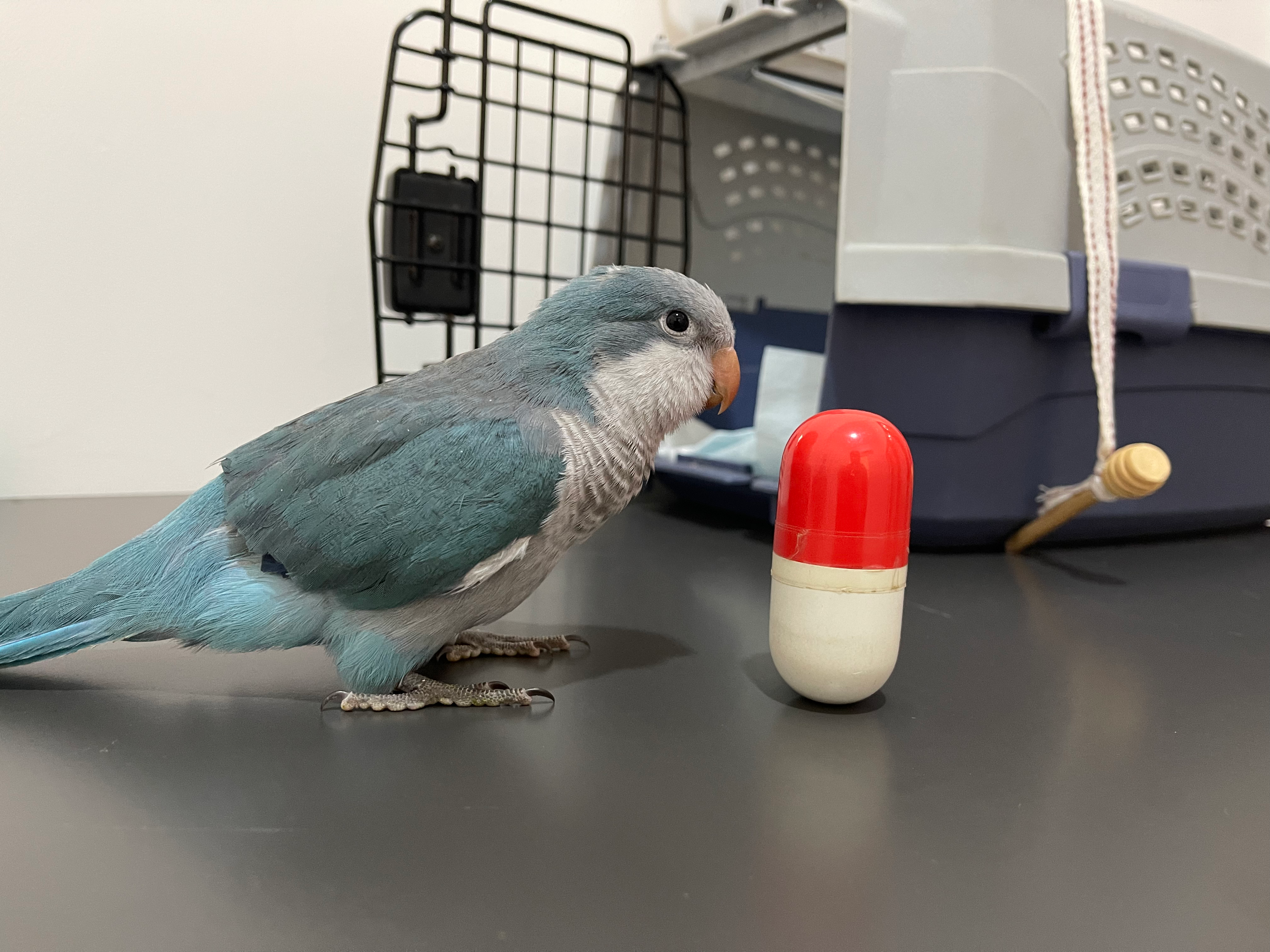 Are Pet Birds Bad for Your Health? Shocking Truths Revealed