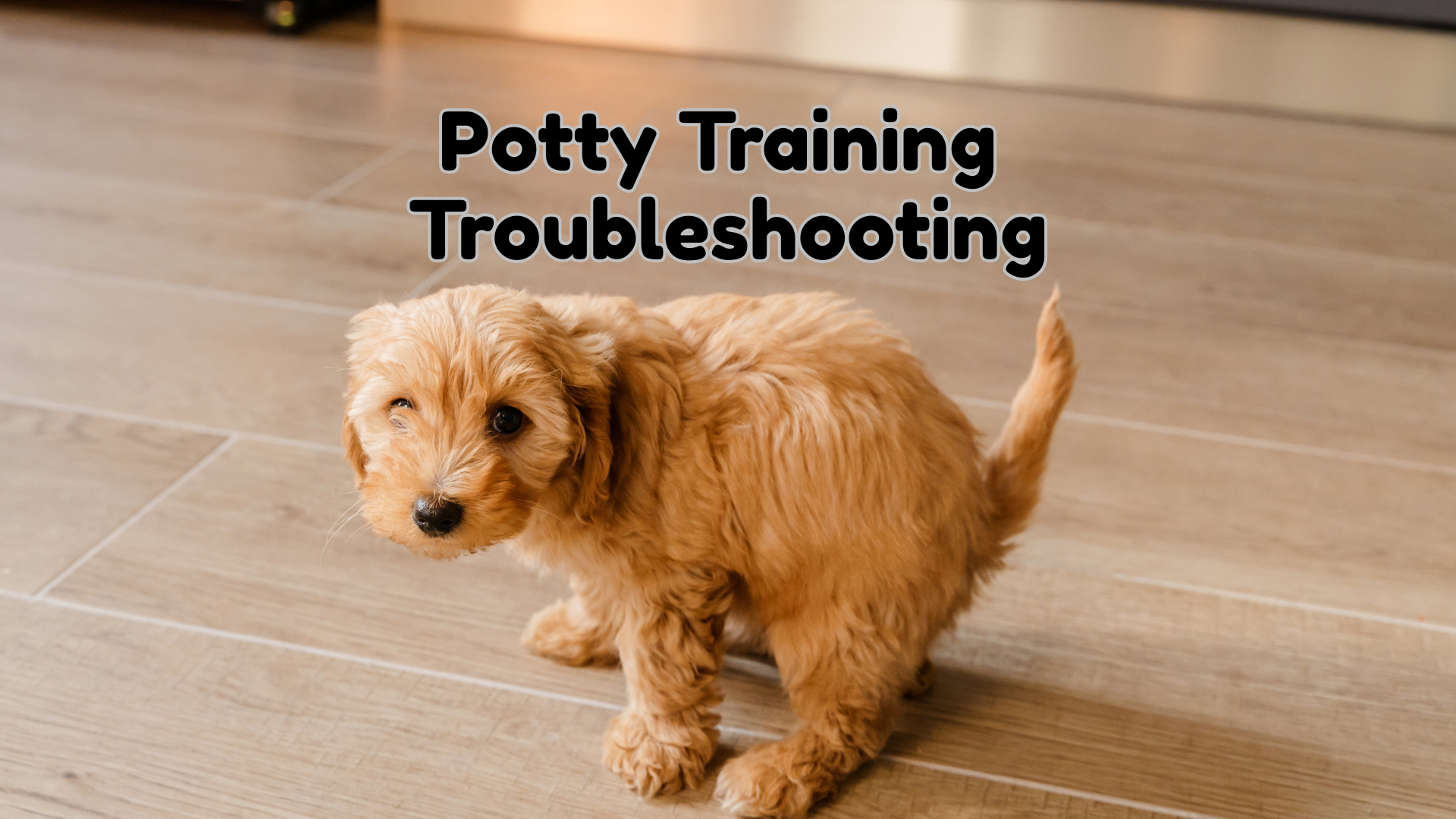 Is It Too Late to Potty Train My Dog: Expert Tips That Work
