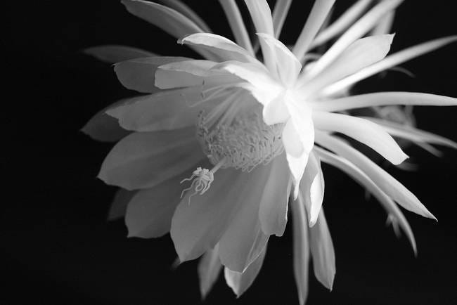 A night-blooming cactus | by QH | Medium