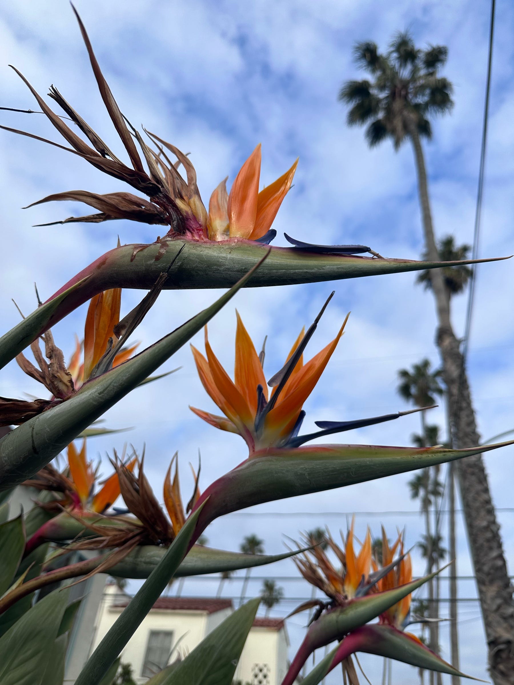 Where Do Bird of Paradise Flowers Grow: Ultimate Growth Guide