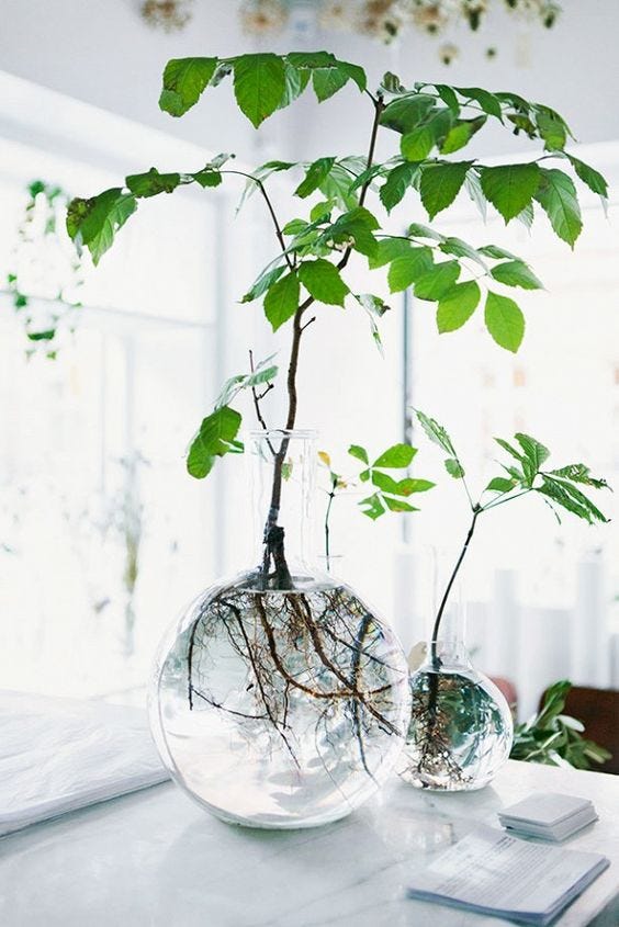 15 Amazing indoor water gardening ideas | by GardenTips.Me | Medium