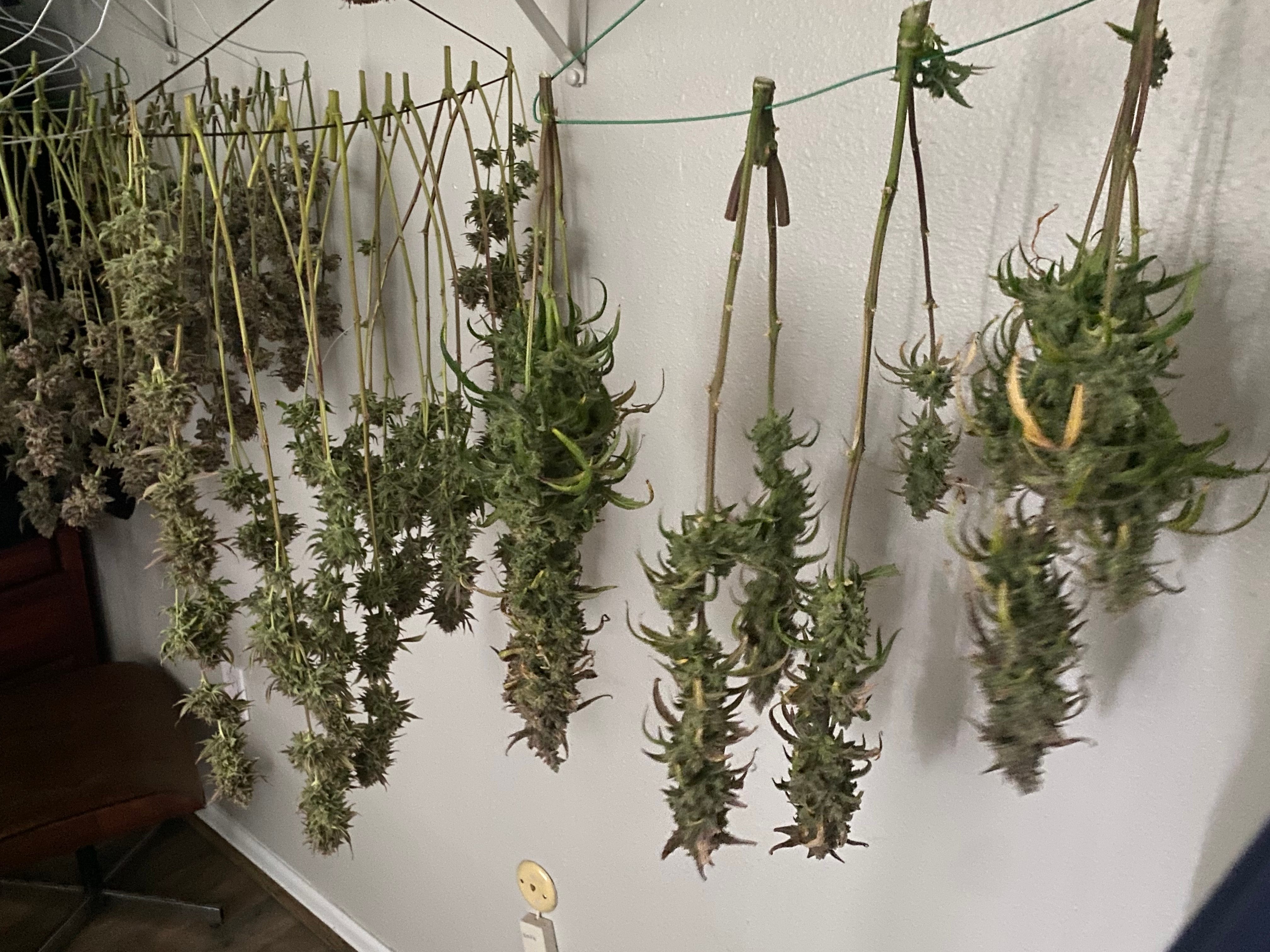 How long does it take to dry when you're hanging branches? | by Ben Owens  | Medium