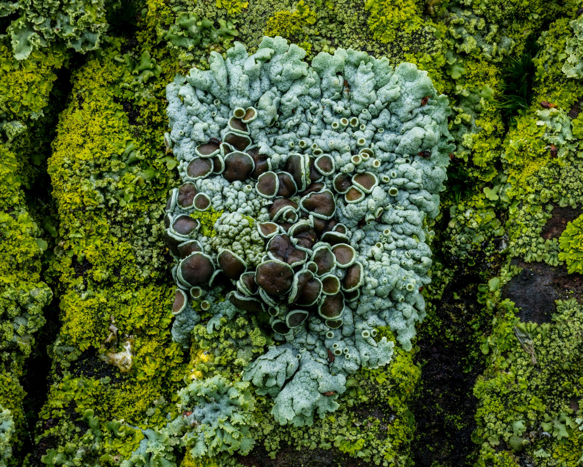 Guide to Using Focus Stacking for Macro: Master Sharpness Instantly