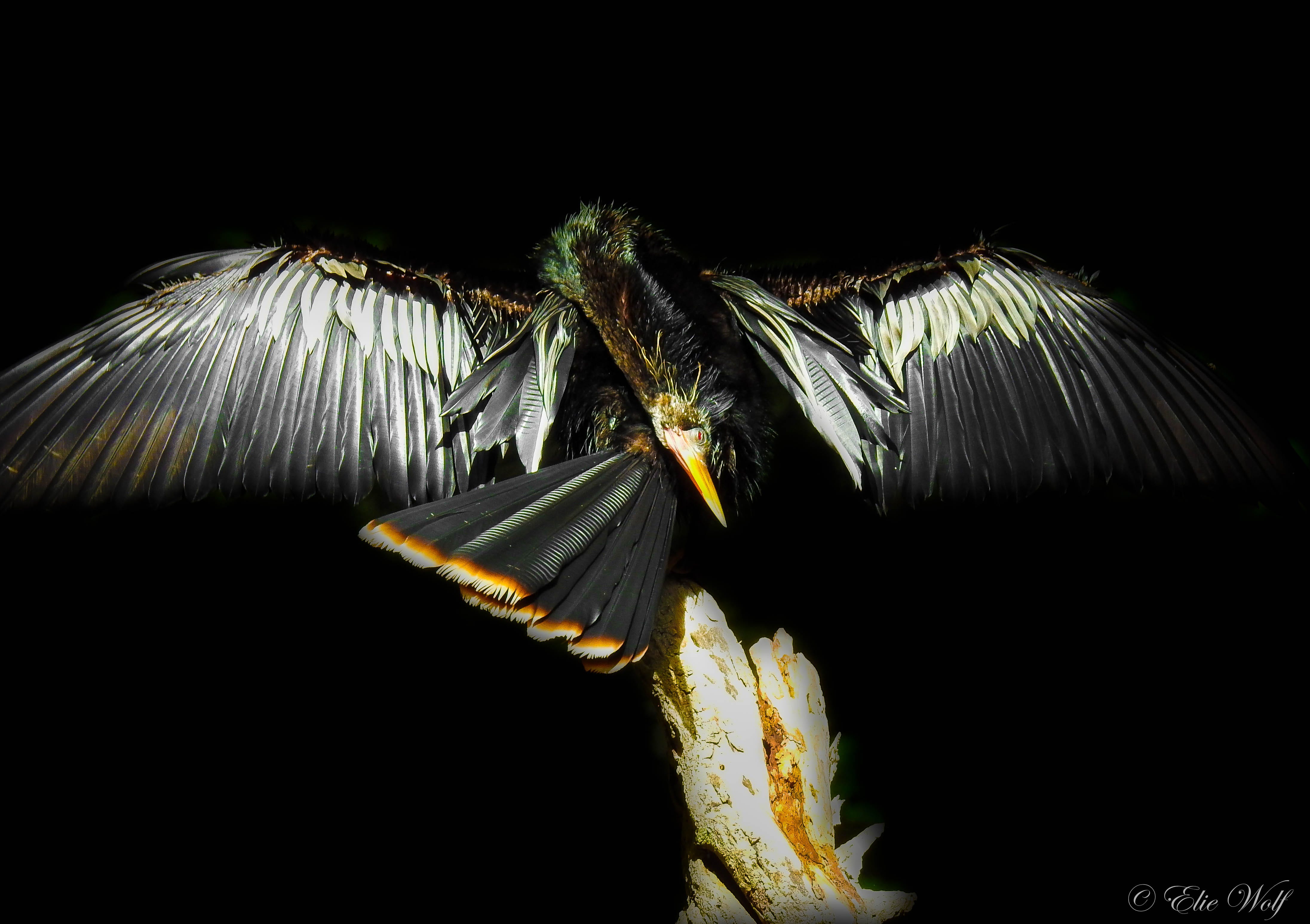 Peyote Bird. The Beauty and Magic of the Sacred… | by Elie Wolf