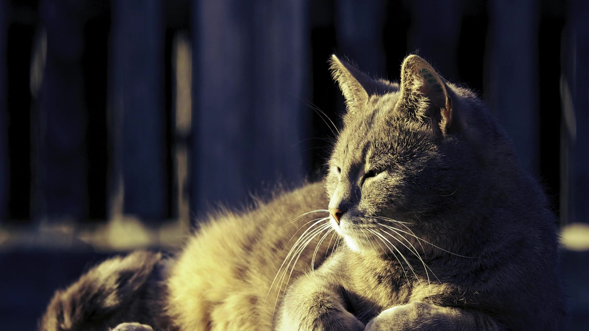 Fotografía De Piel De Alpaca Gris PNG ,dibujos Gris, Alpaca, Pelo PNG  Imagen para Descarga Gratuita | Pngtree, image size:1920x1080