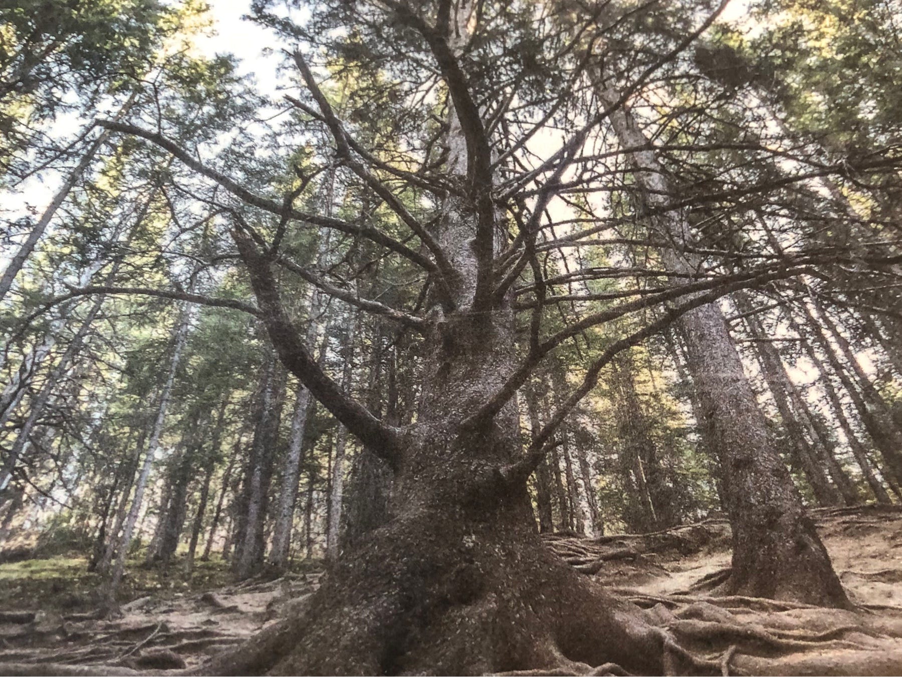 The Old Grandfather Tree. Will our freedoms topple? | by Jocelyn
