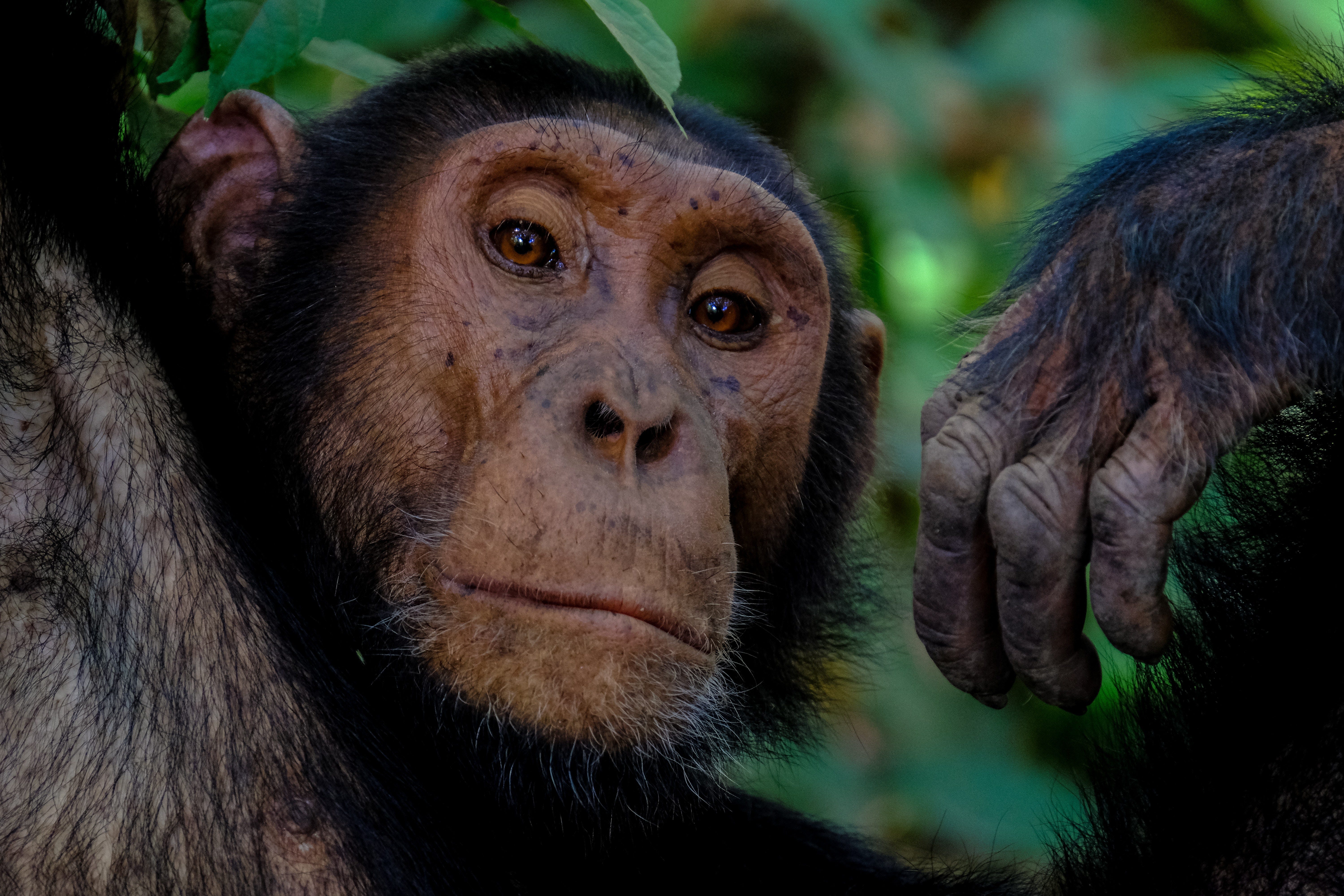 My Household Chimpanzees Are Going to Look Adorable When They Rip My Face  Off | by Casey Smith | Greener Pastures Magazine | Medium, image size:6000x4000