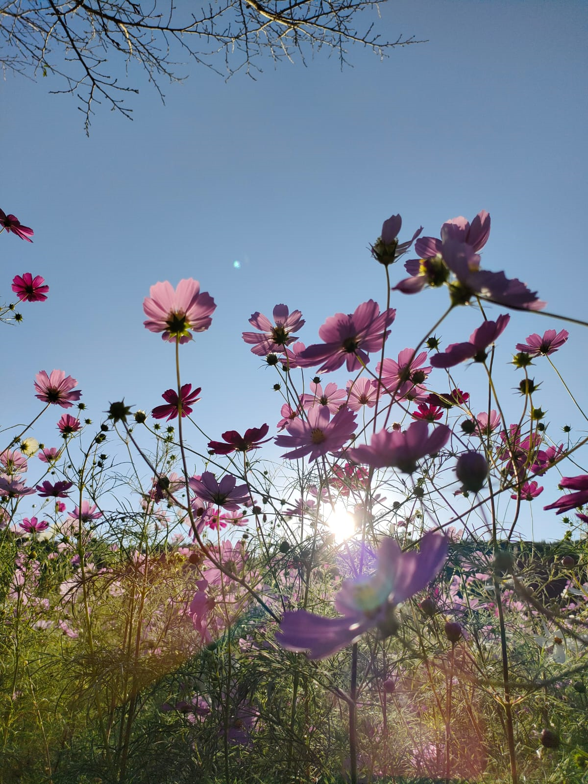 Let's celebrate Cosmos!. While most people only recognize Sakura