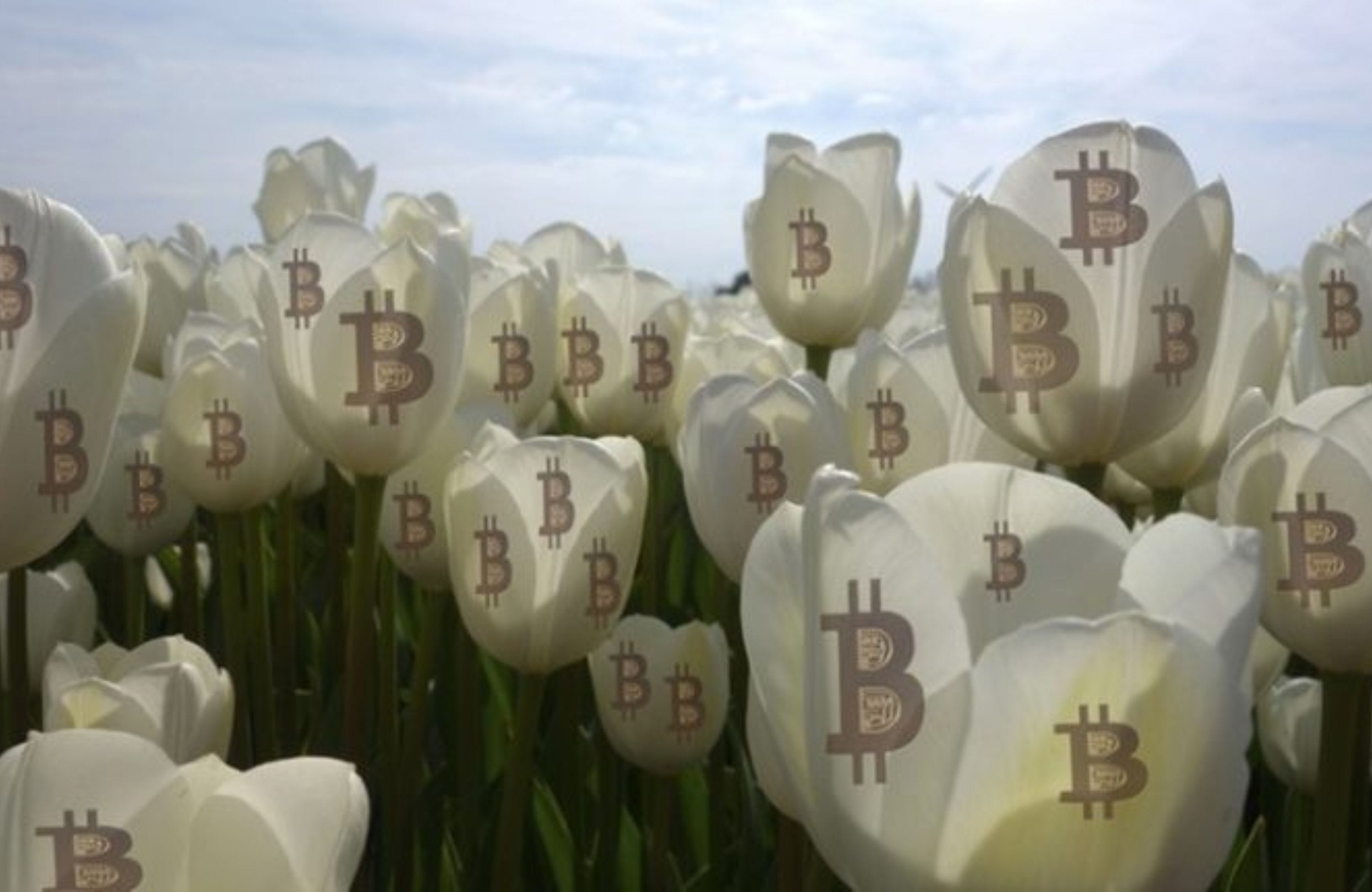 Microsoft Shareholders Not Buying Into The Useless Ponzi That is Bitcoin |  by Isaiah McCall | Yard Couch | Medium