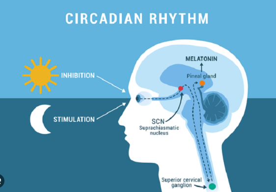 glutathione circadian rhythm glutathion drosophila rythm and immunity: decoding chrono-immunology using the model organism melanogaster Circadian Regulation of Levels  Biological function of melatonin in