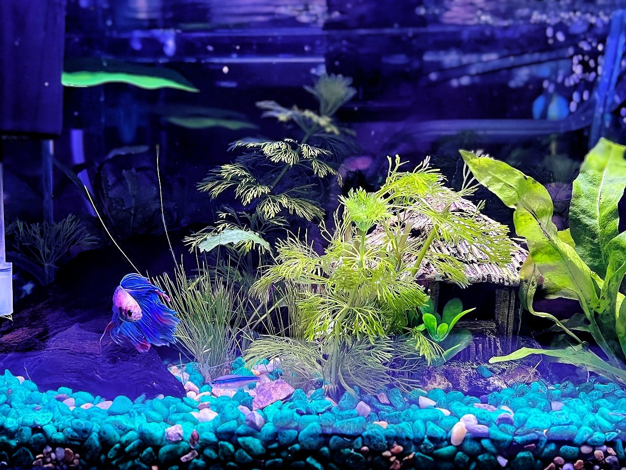 Aquascaping for Betta Fish Tanks: Stunning Designs & Tips