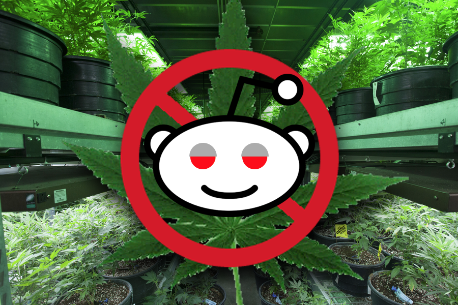 quitting tobacco but not weed reddit The Reddit Support Group for People Who Quit Smoking Weed | by John  McDermott | MEL Magazine