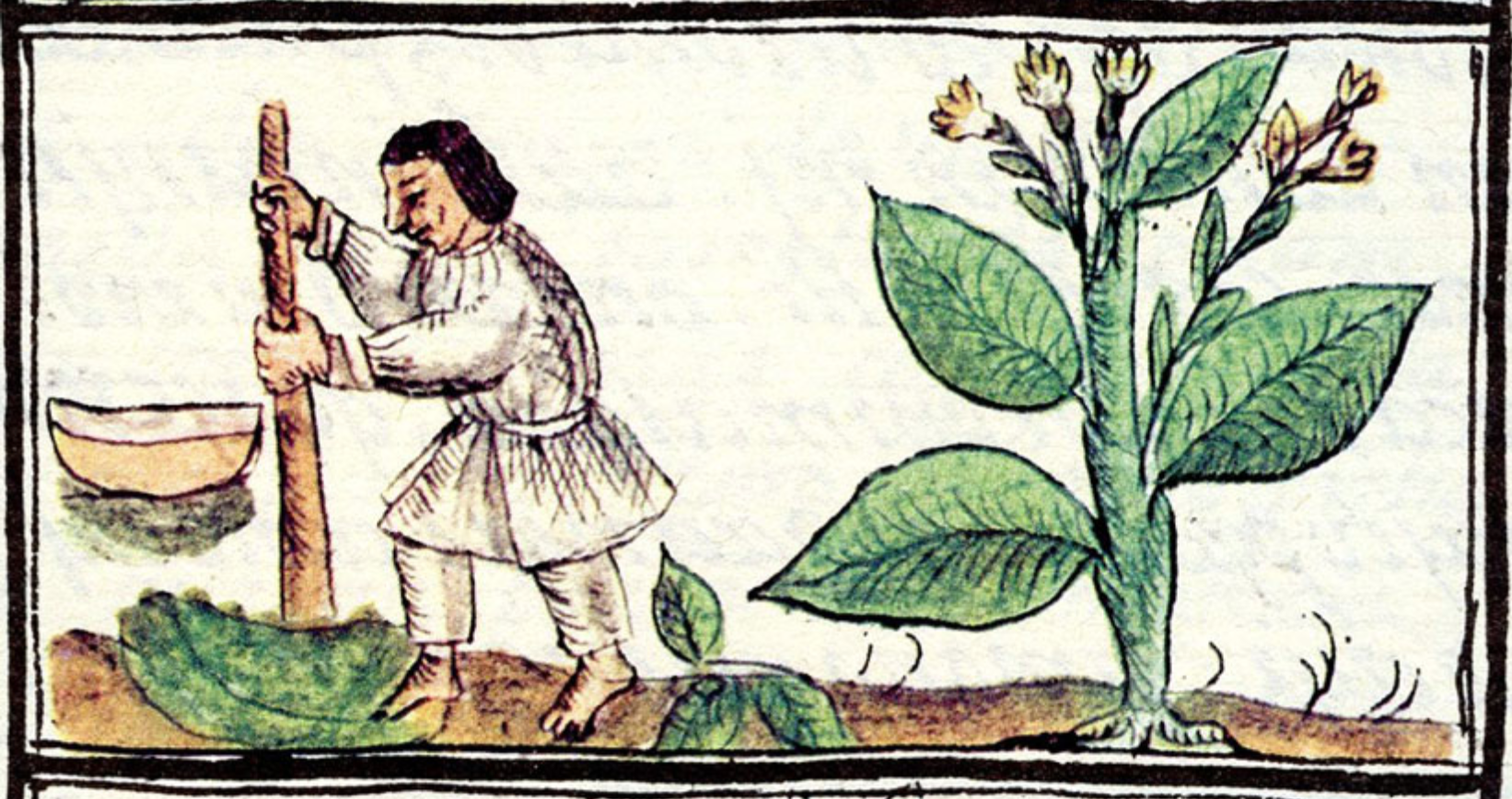 tobacco plant medicine A medical history of smoking, from cure to killer and exhibits a warm Tobacco leaves in traditional medicine