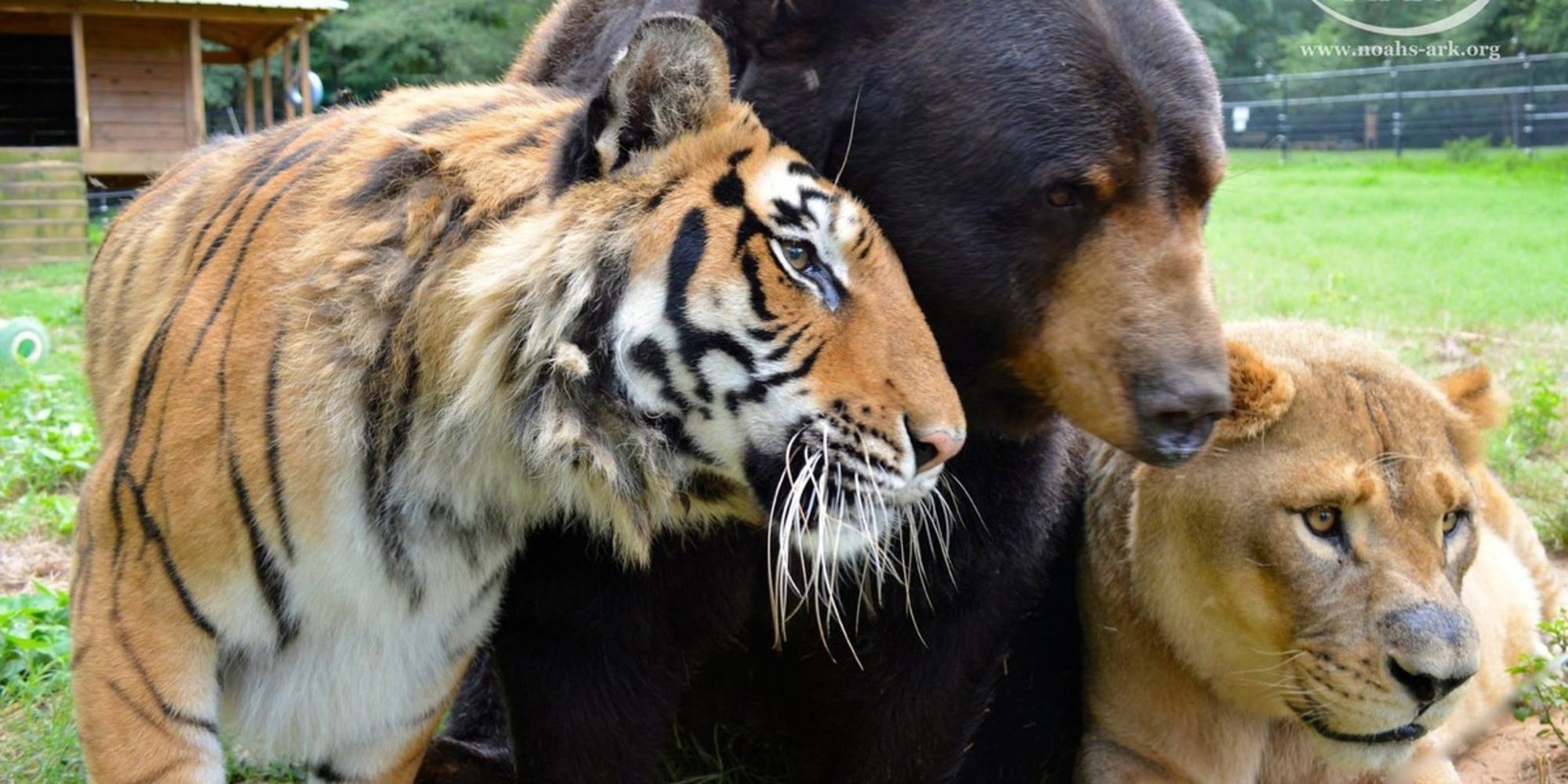 Crypto Lions and Tigers and Bears … Oh My! | by Bob Wall | The Salty Hash