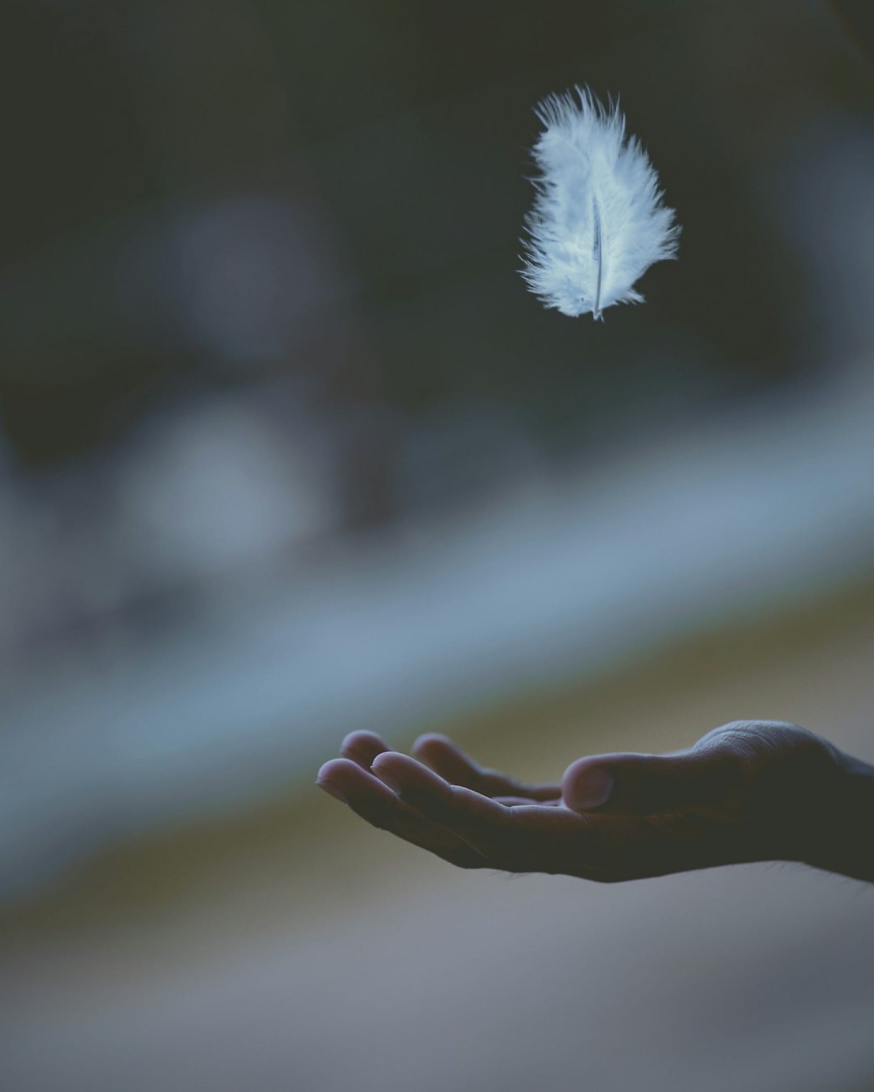What Does a Bird Feather Symbolize Spiritually: Unlocking Divine Meaning