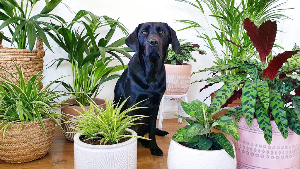 10 Non-Toxic Indoor Plants For When You Have Pets | by Apoorv Srivastava |  Medium