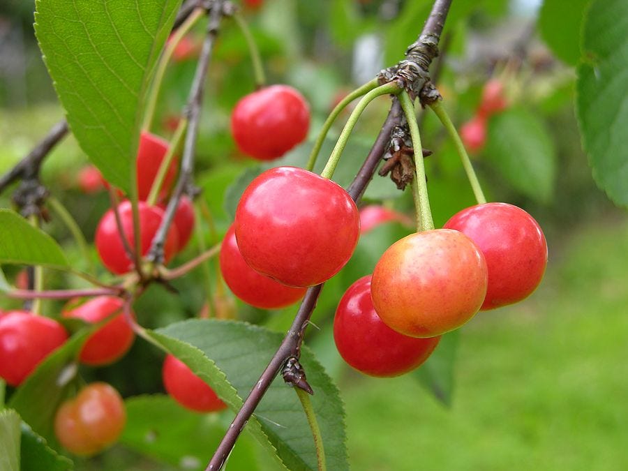 Our Pink Lady of Summer. The Hungarian Sour Cherry Tree was our | by Arpad  Nagy | Kitchen Tales | Medium
