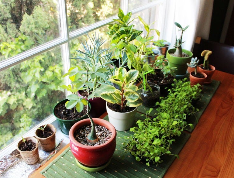 Plants and Vastushastra. Planting trees is essential to maintain | by  Vasturaviraj | Medium