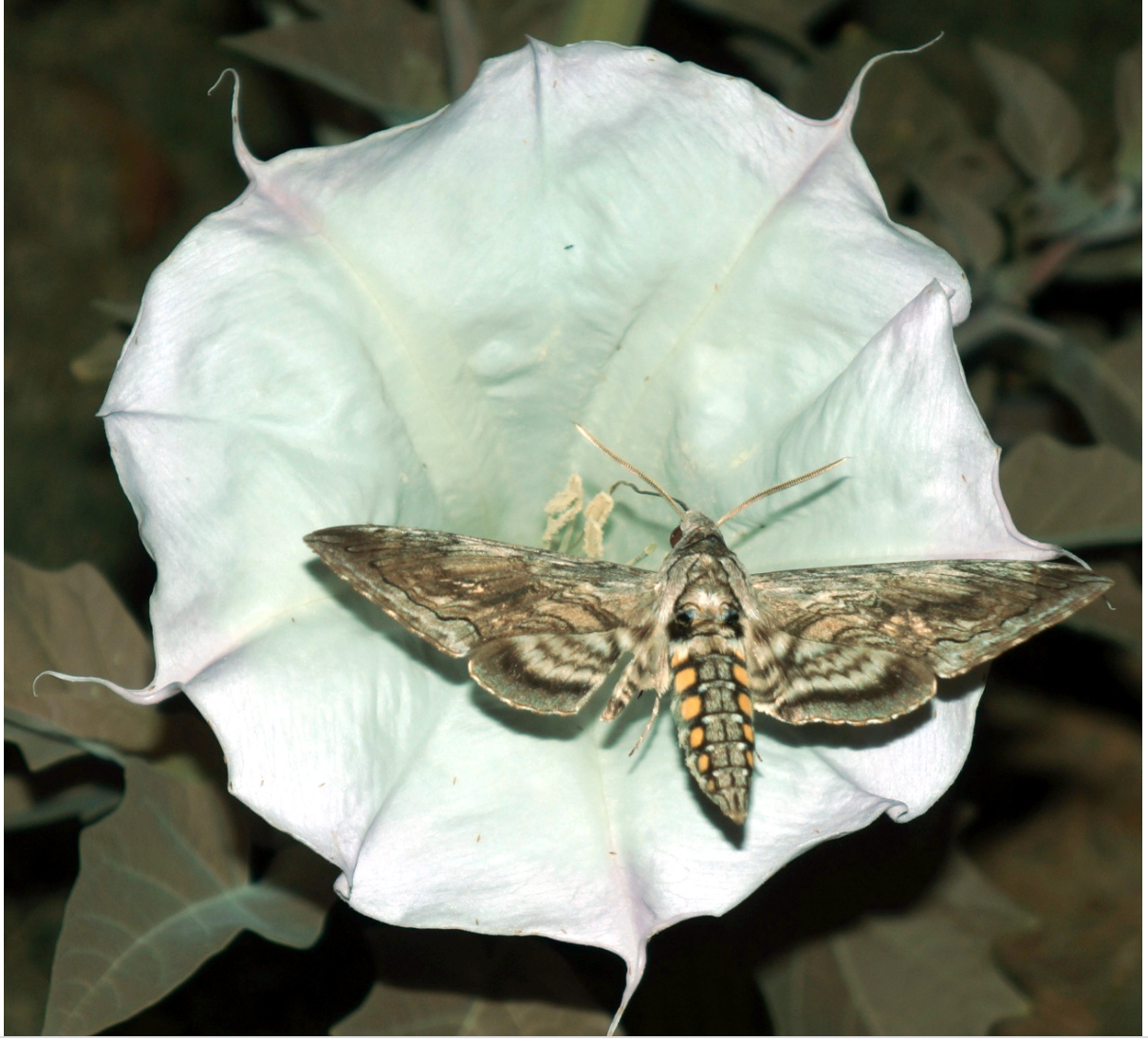 tobacco hawk moths feed exclusively Tomato and Hornworms Convolvulus hawk moth (Agrius convolvuli)