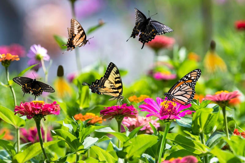 How to Plant a Butterfly Garden: Expert Tips