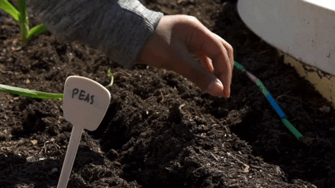 the pepper plant pepper sauce The Pepper Plant Hot Sauces – Olive Pit main image 0